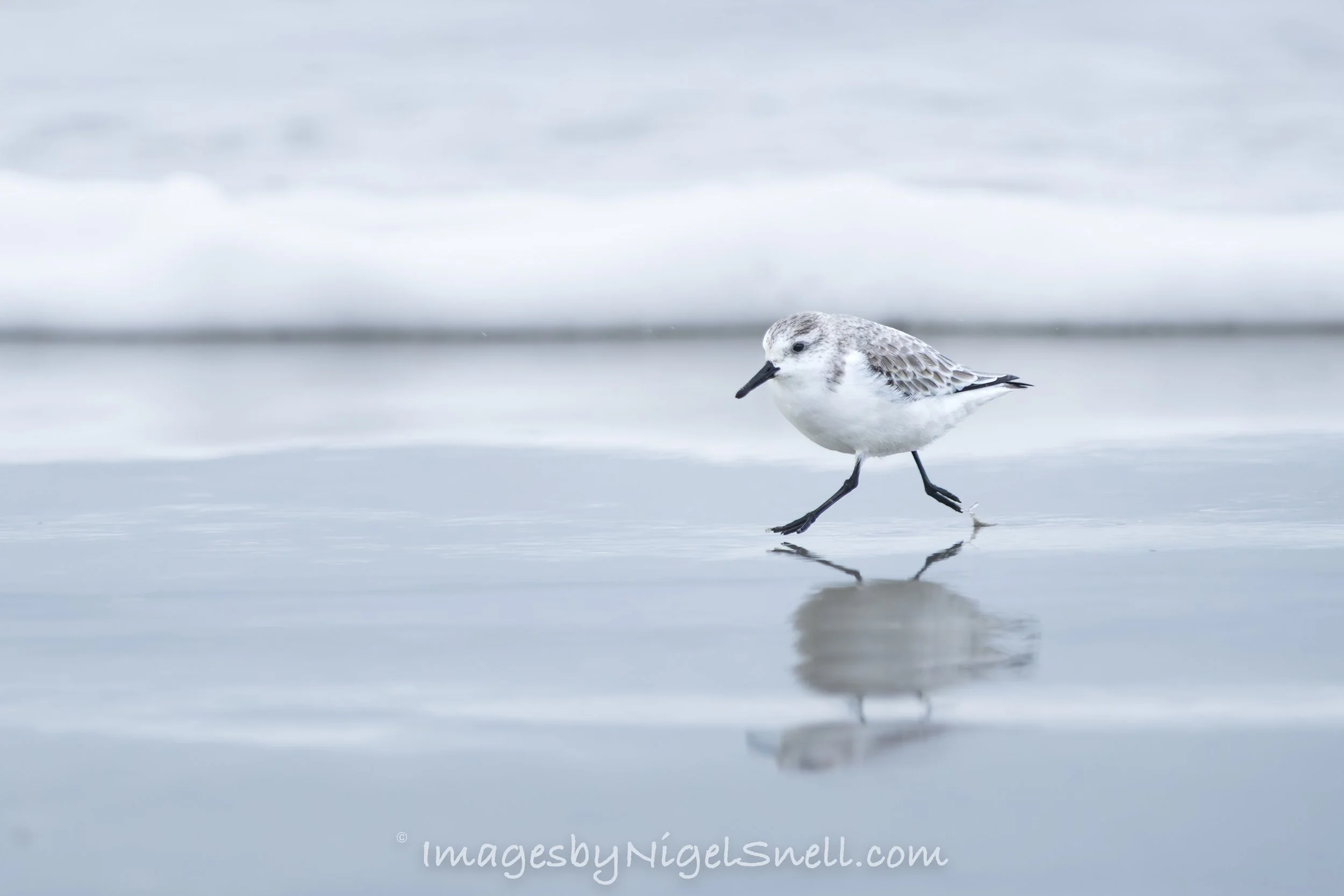 Sanderling 1975