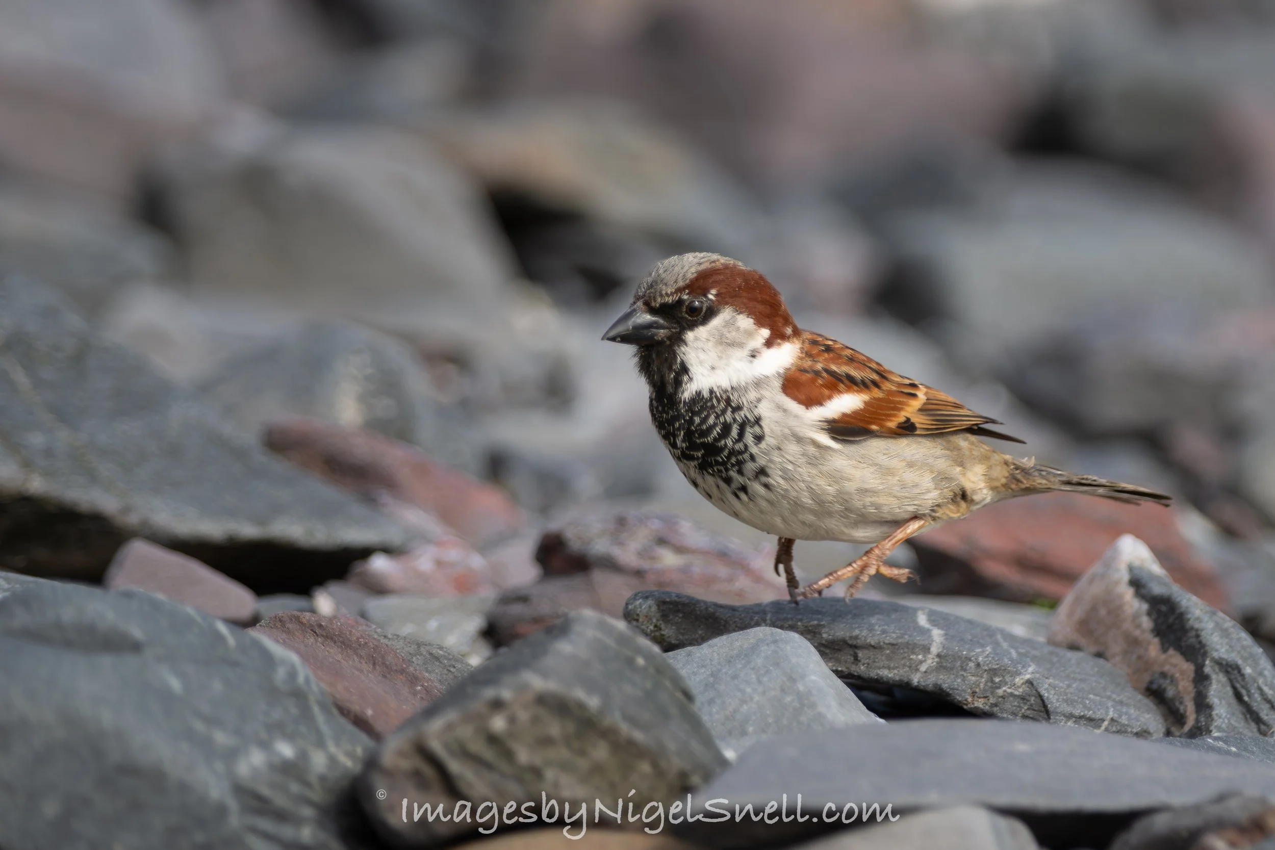 House Sparrow on stoney beach 6717