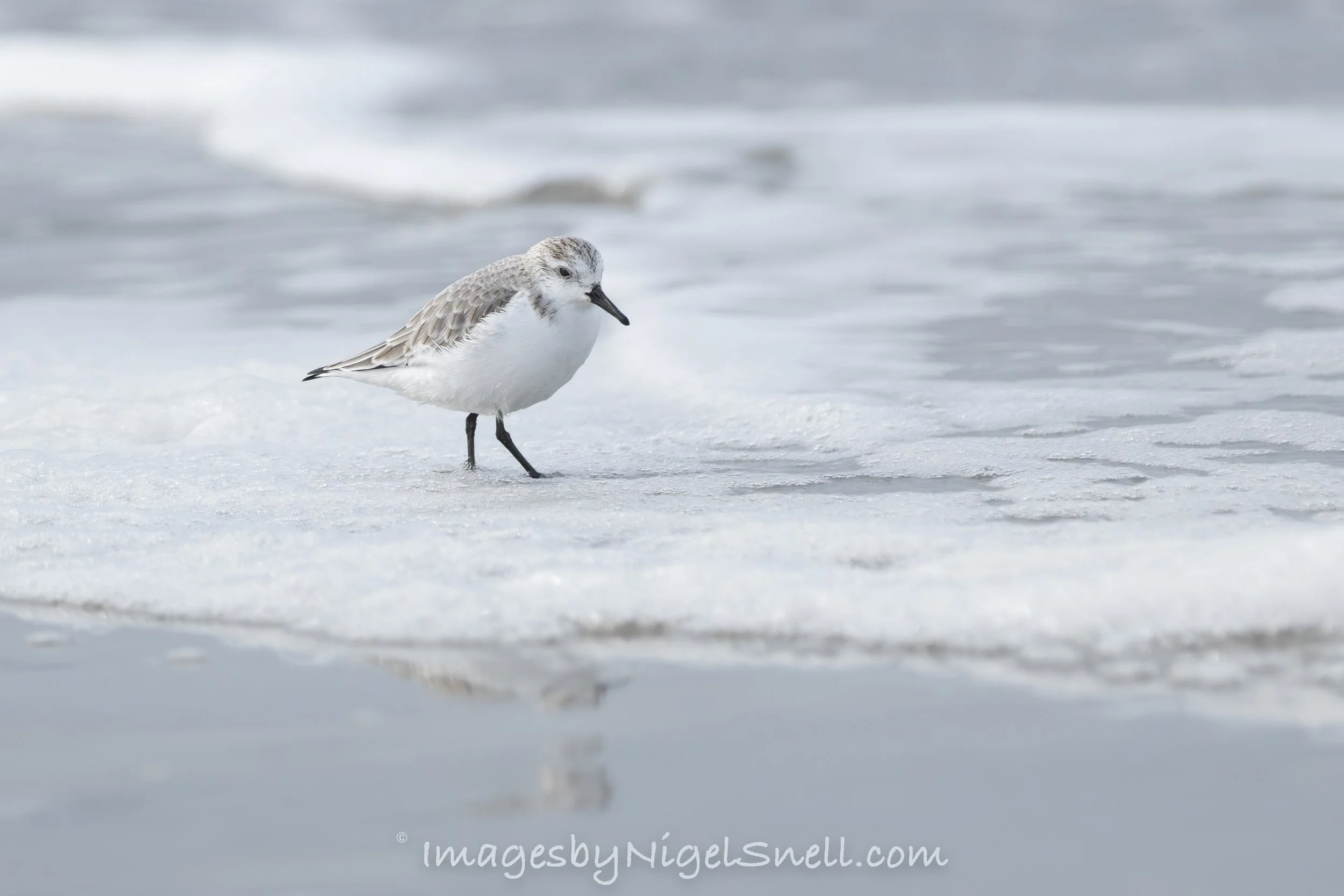 Sanderling 3503