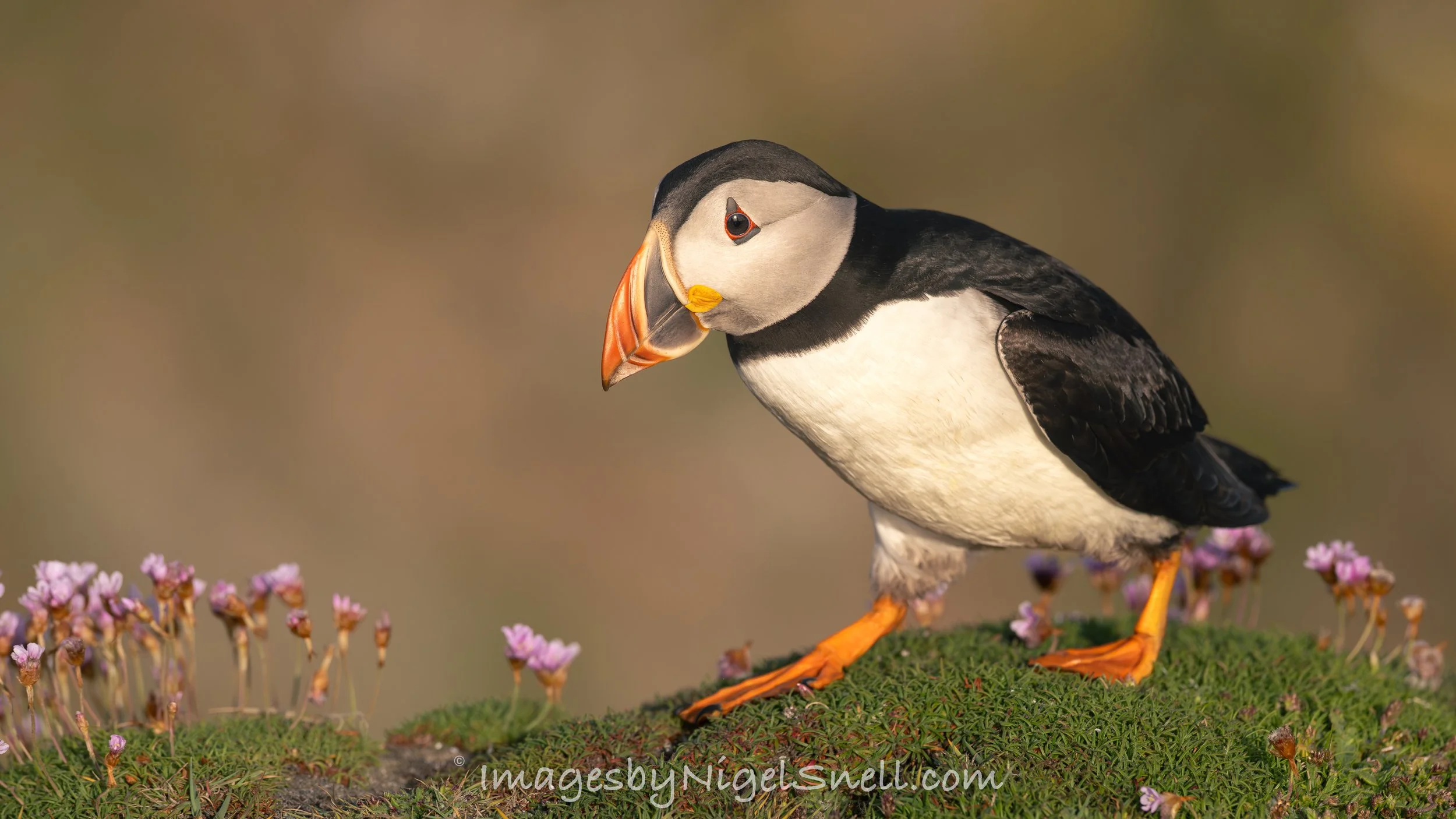 Puffin 8352