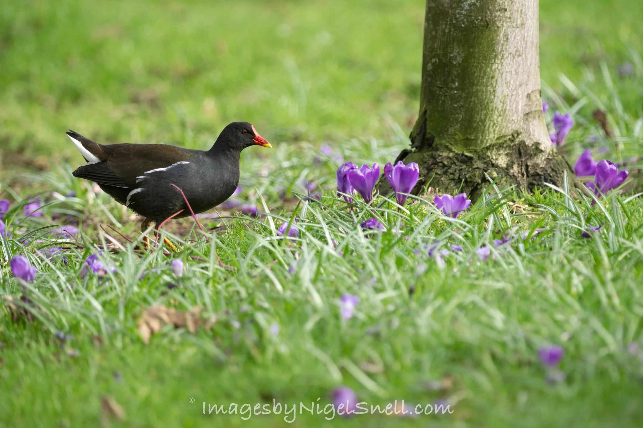 Moorhen among Crocus 8404