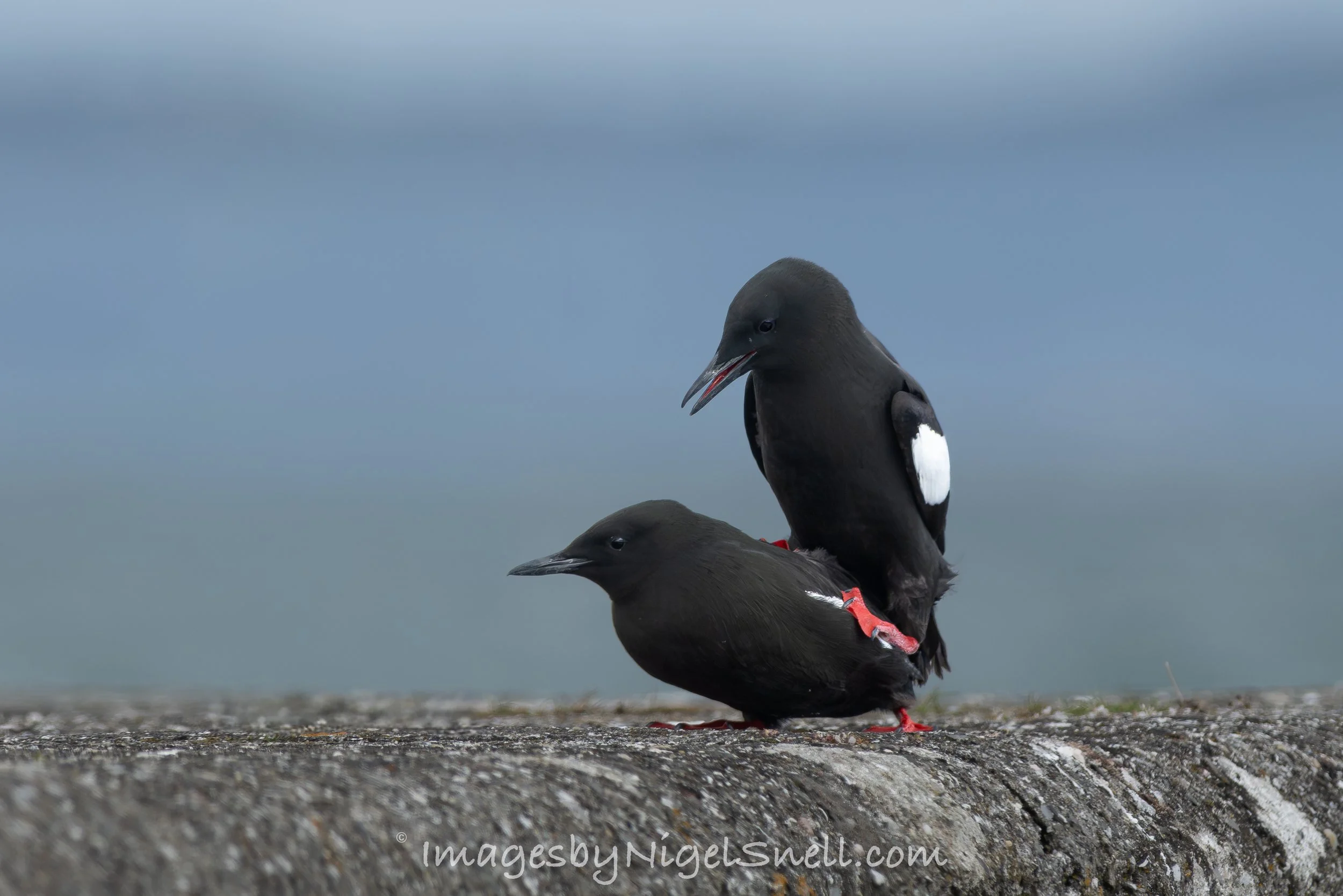 mating Black Guillemot 1741