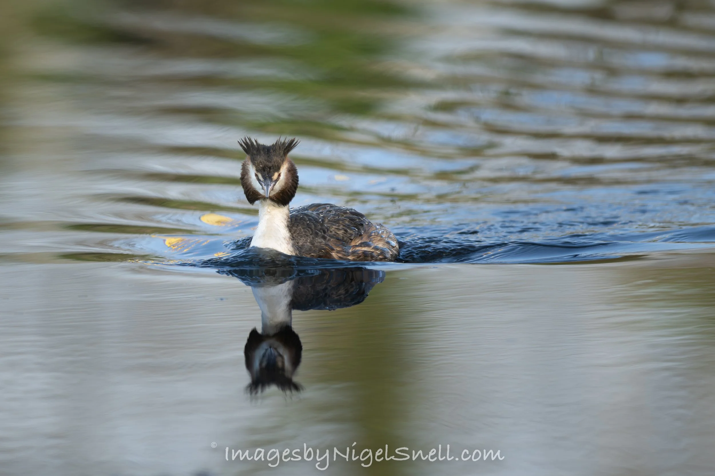 Great Crested Grebe 0171