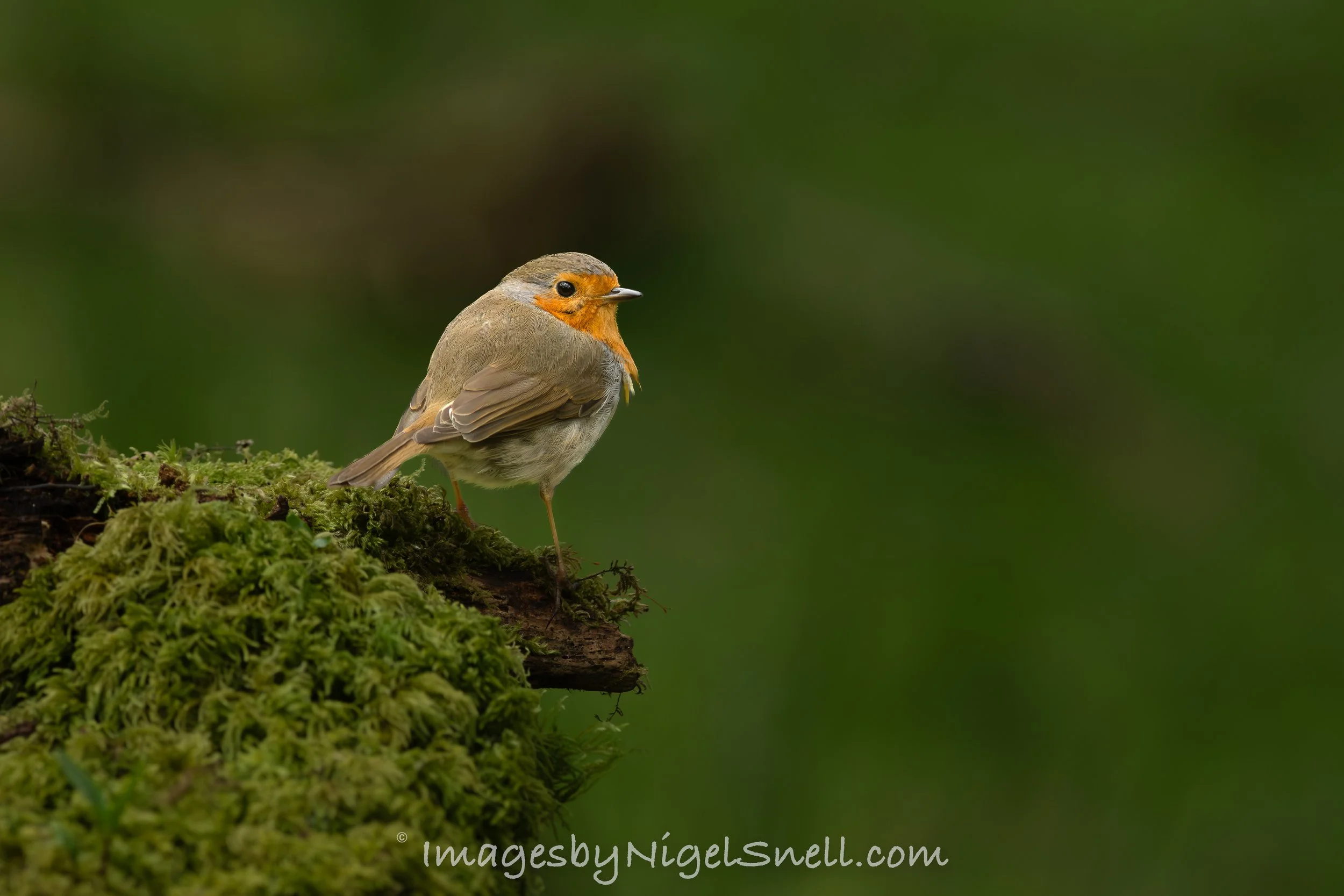 Robin 2888