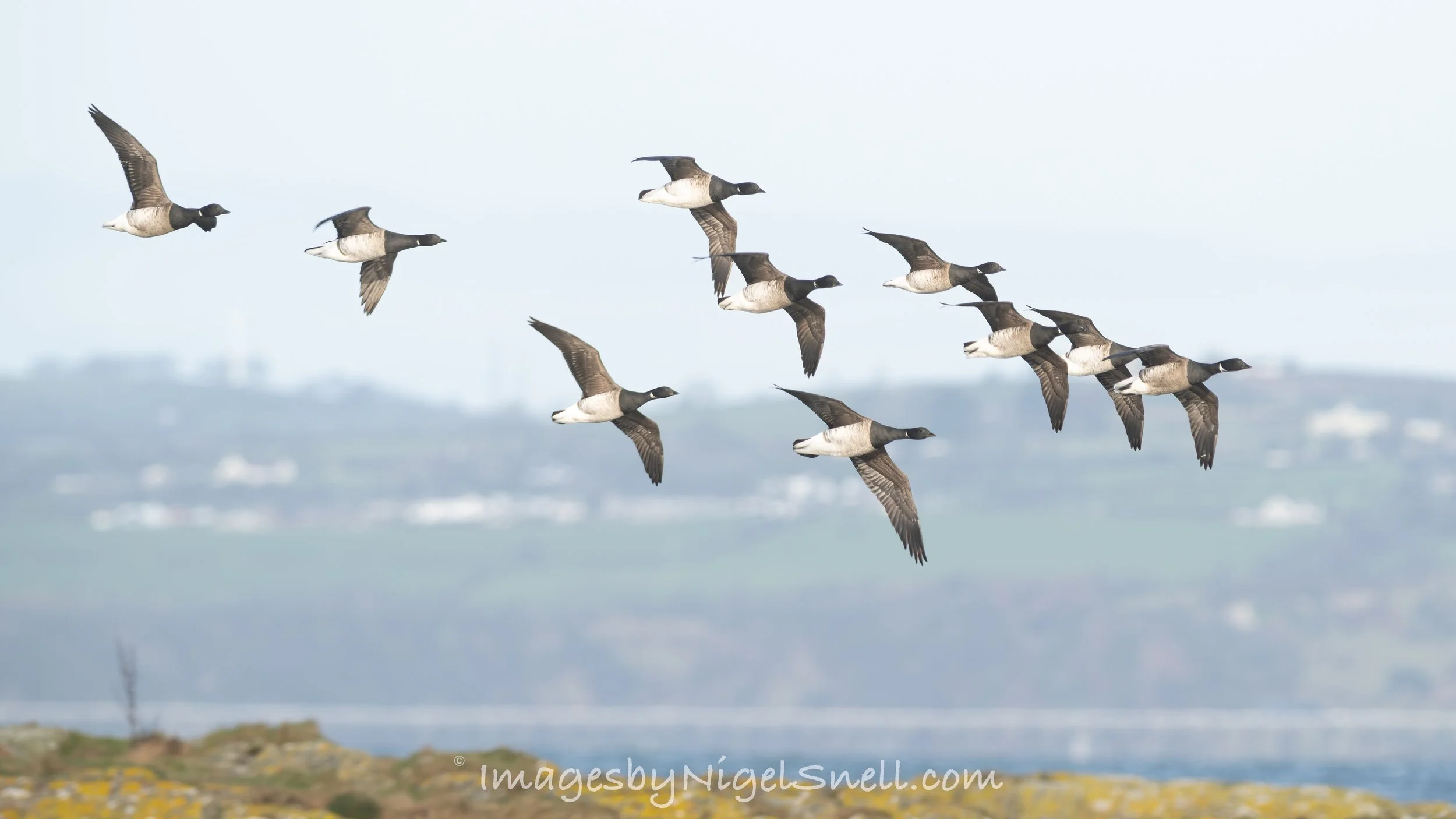 Brent Geese in flight 5173