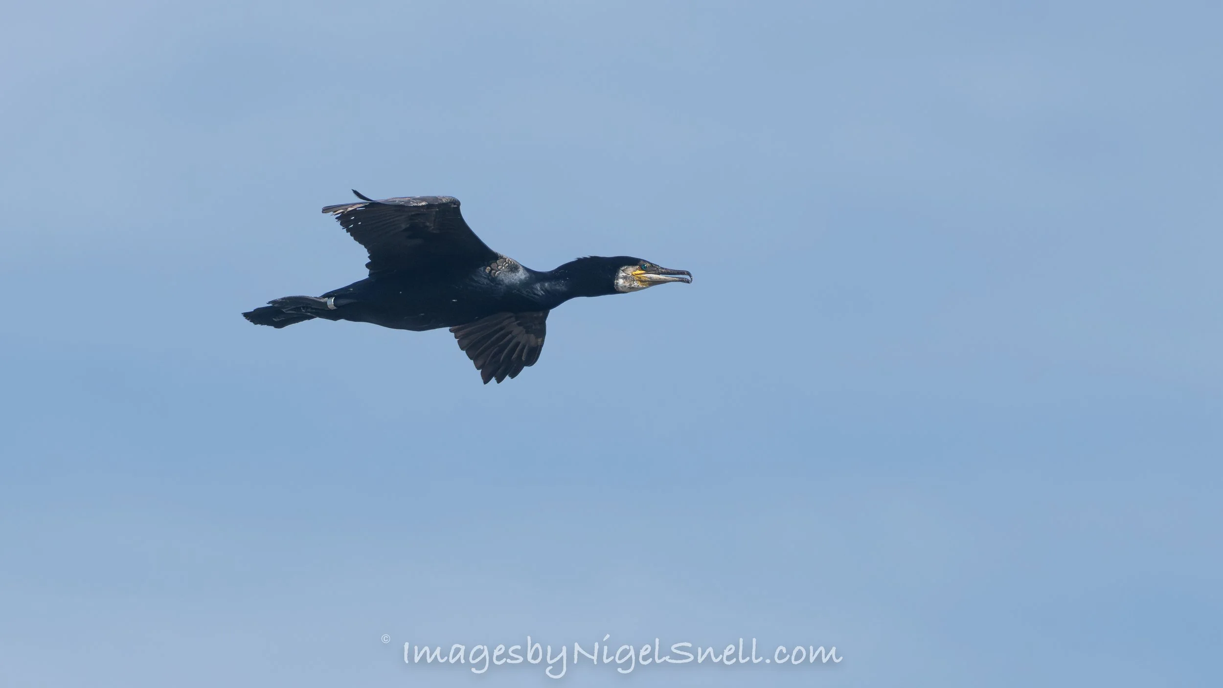 Cormorant in flight 6802