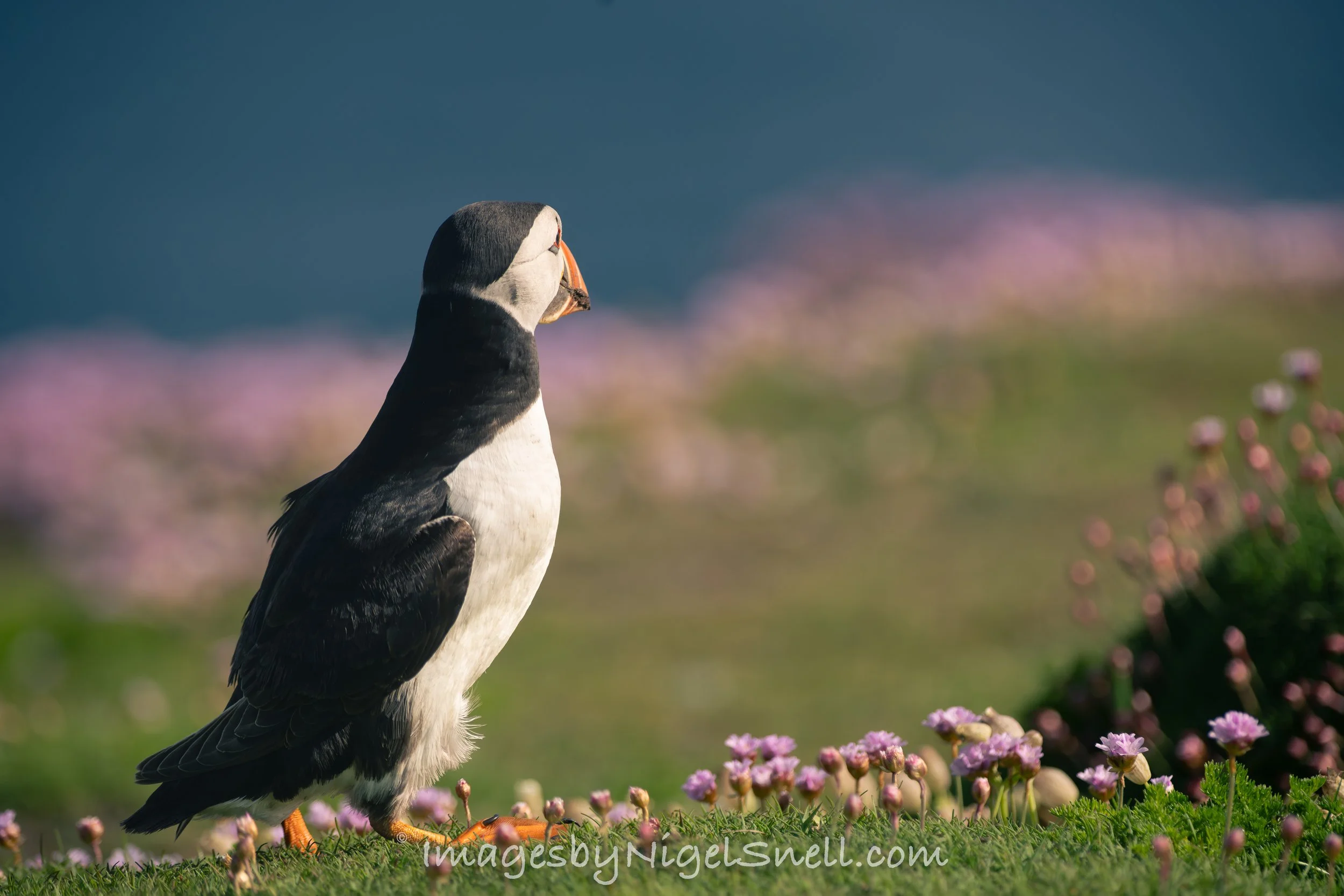 Puffin 5889