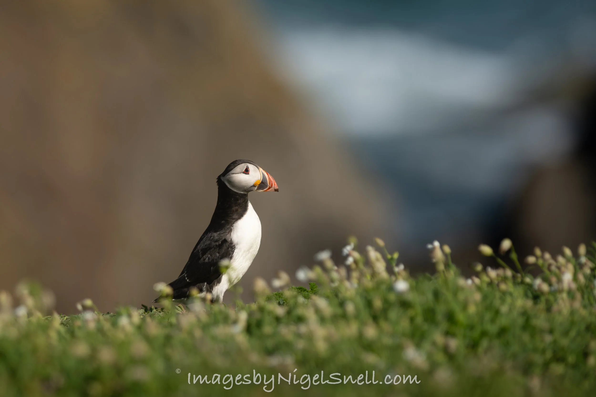 Puffin 5312