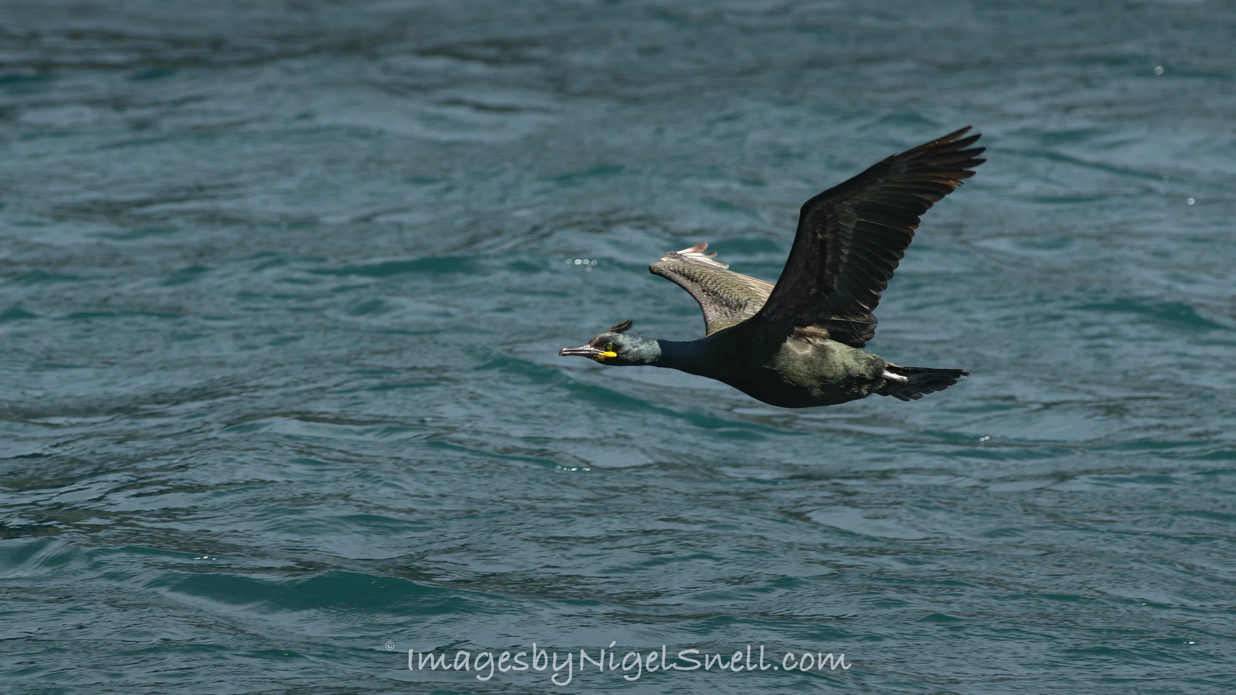 Shag 5166