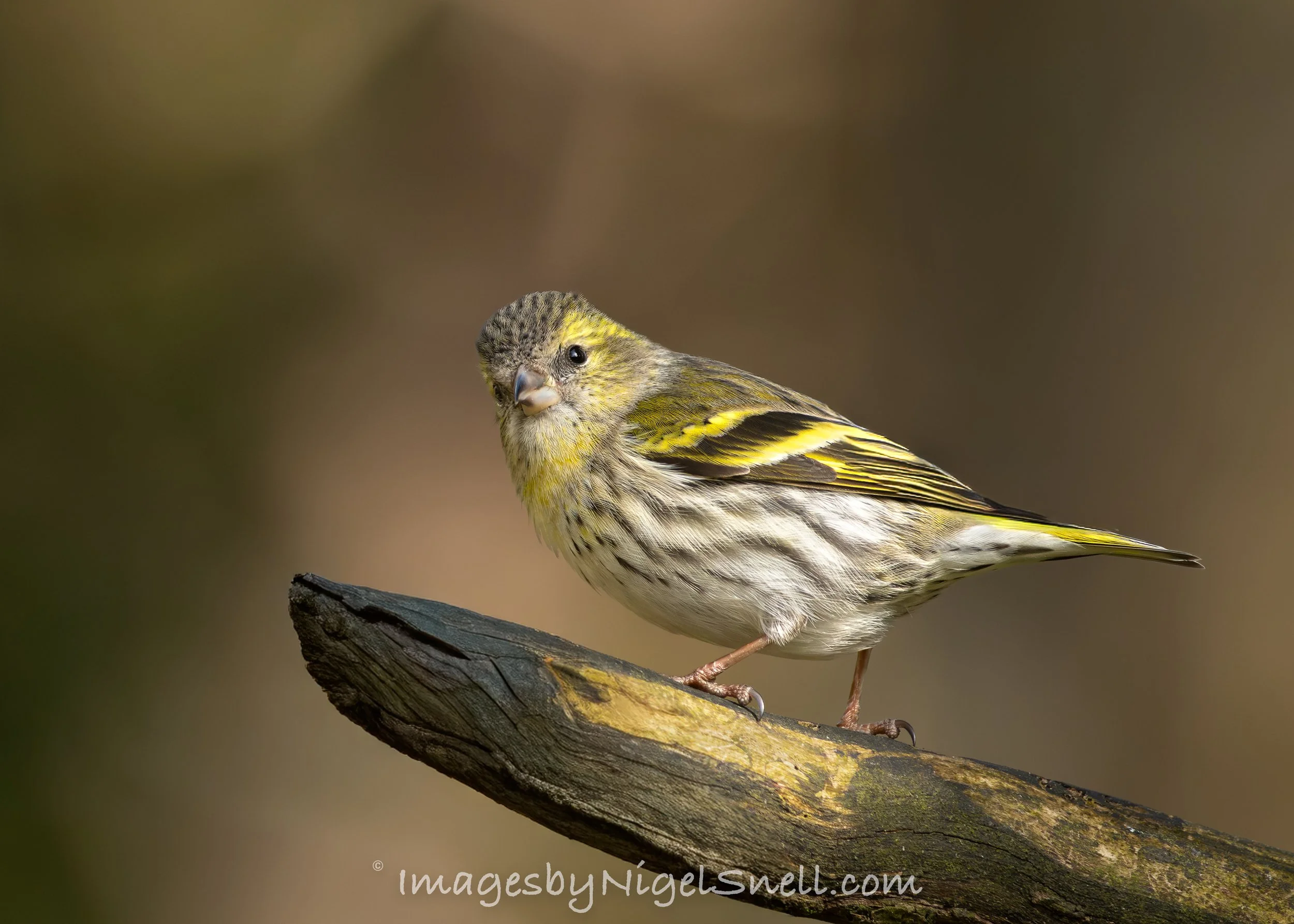 Siskin 1900