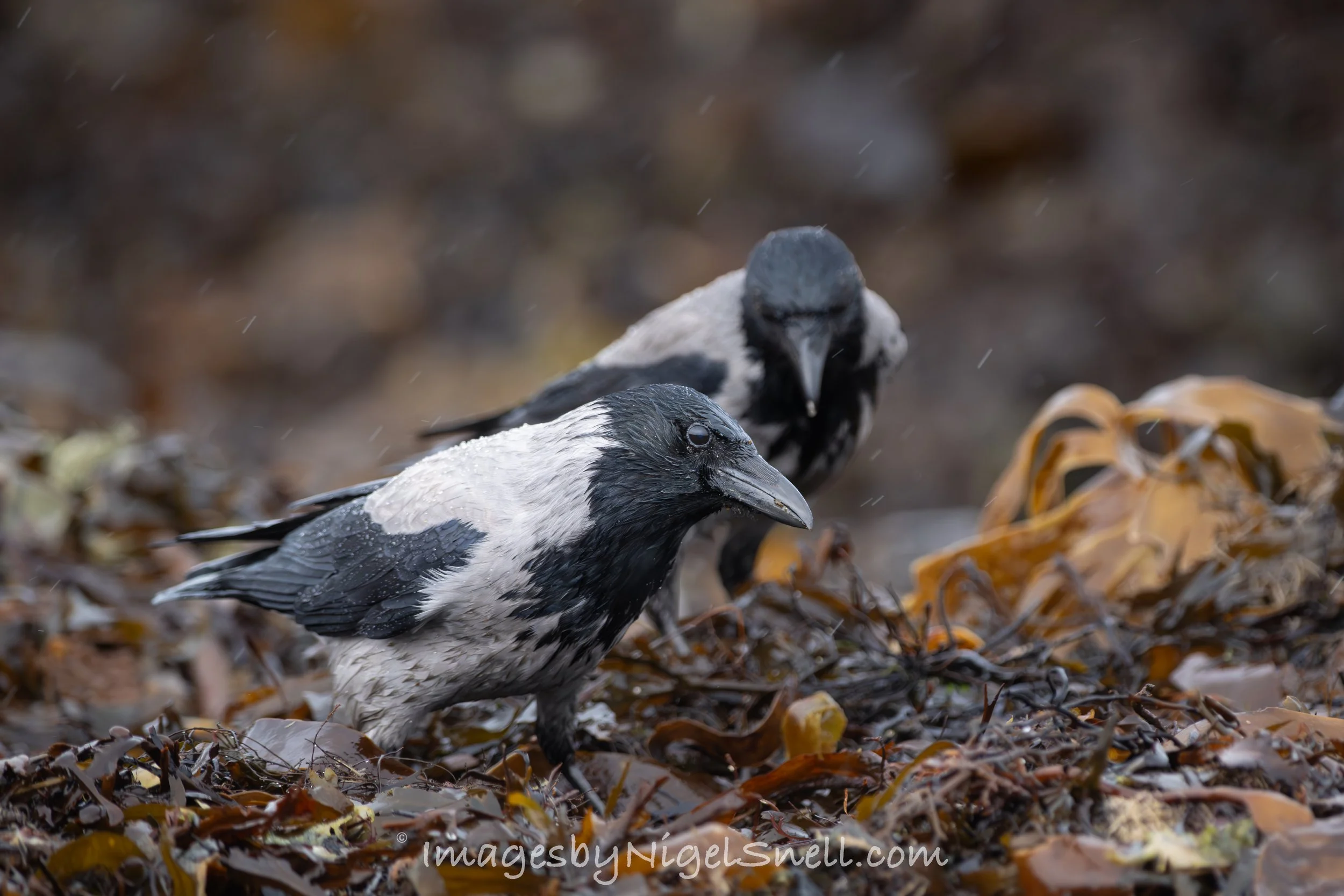 Hooded Crow 0739
