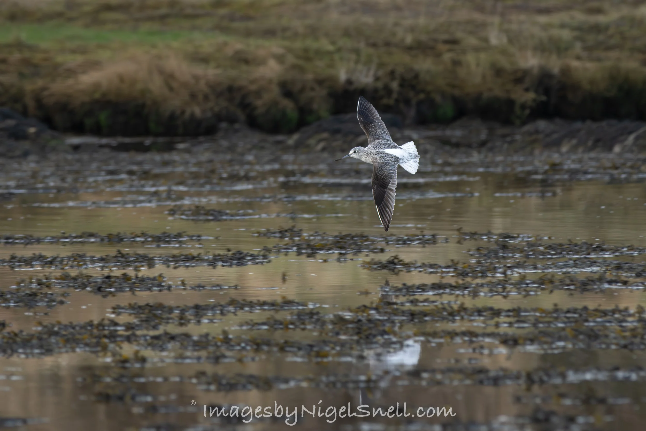 Greenshank banking 5506