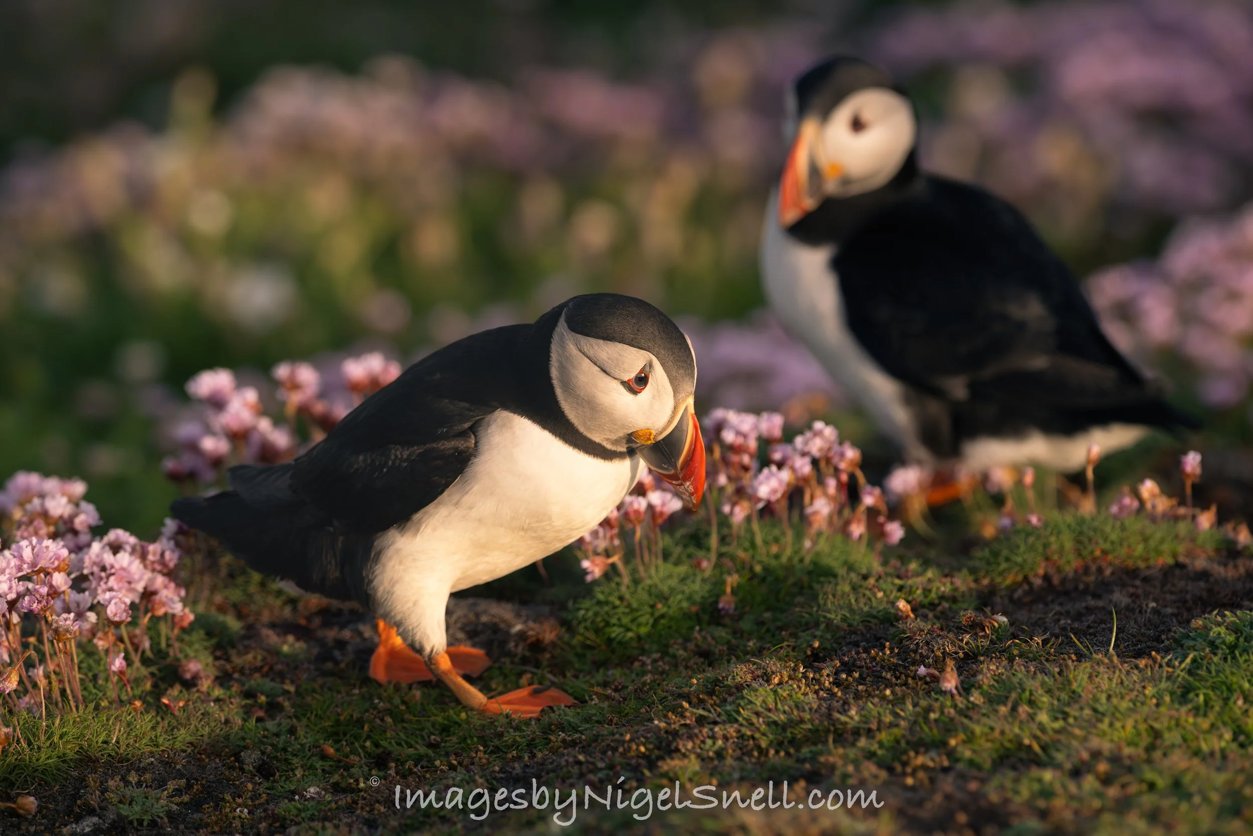 Puffin in early evening sun 0164