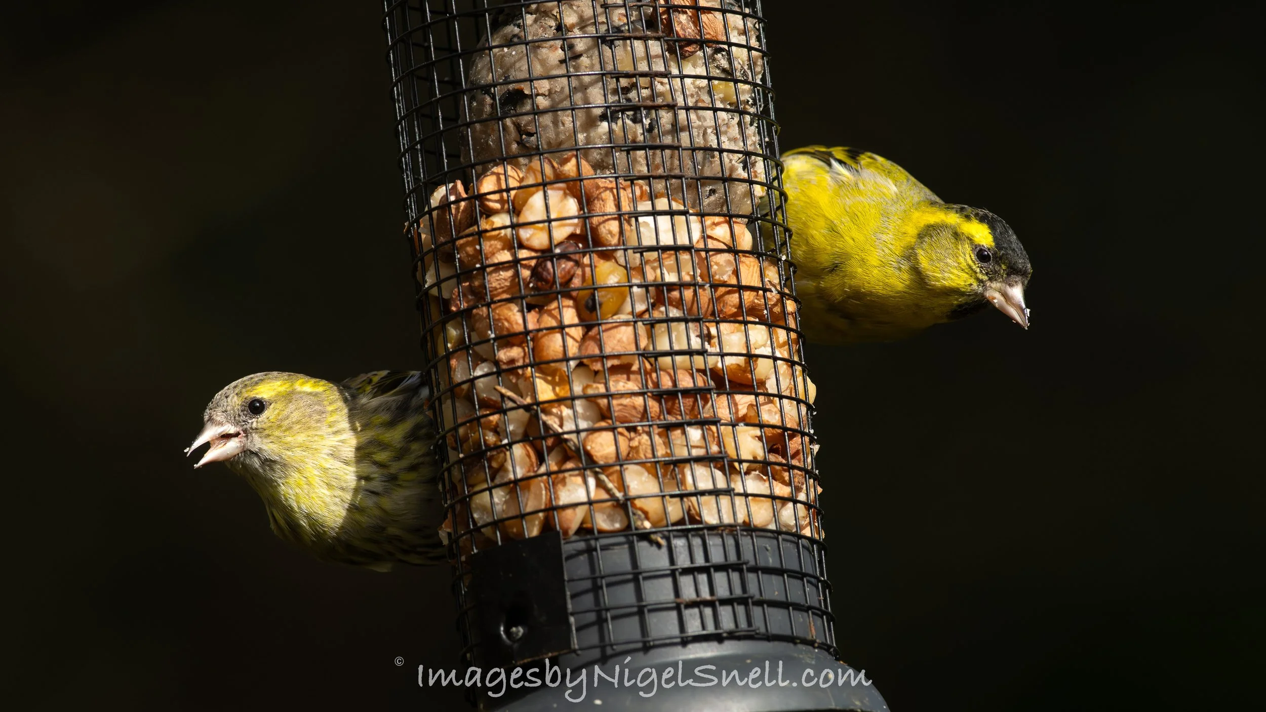 Siskin on feeder 2018