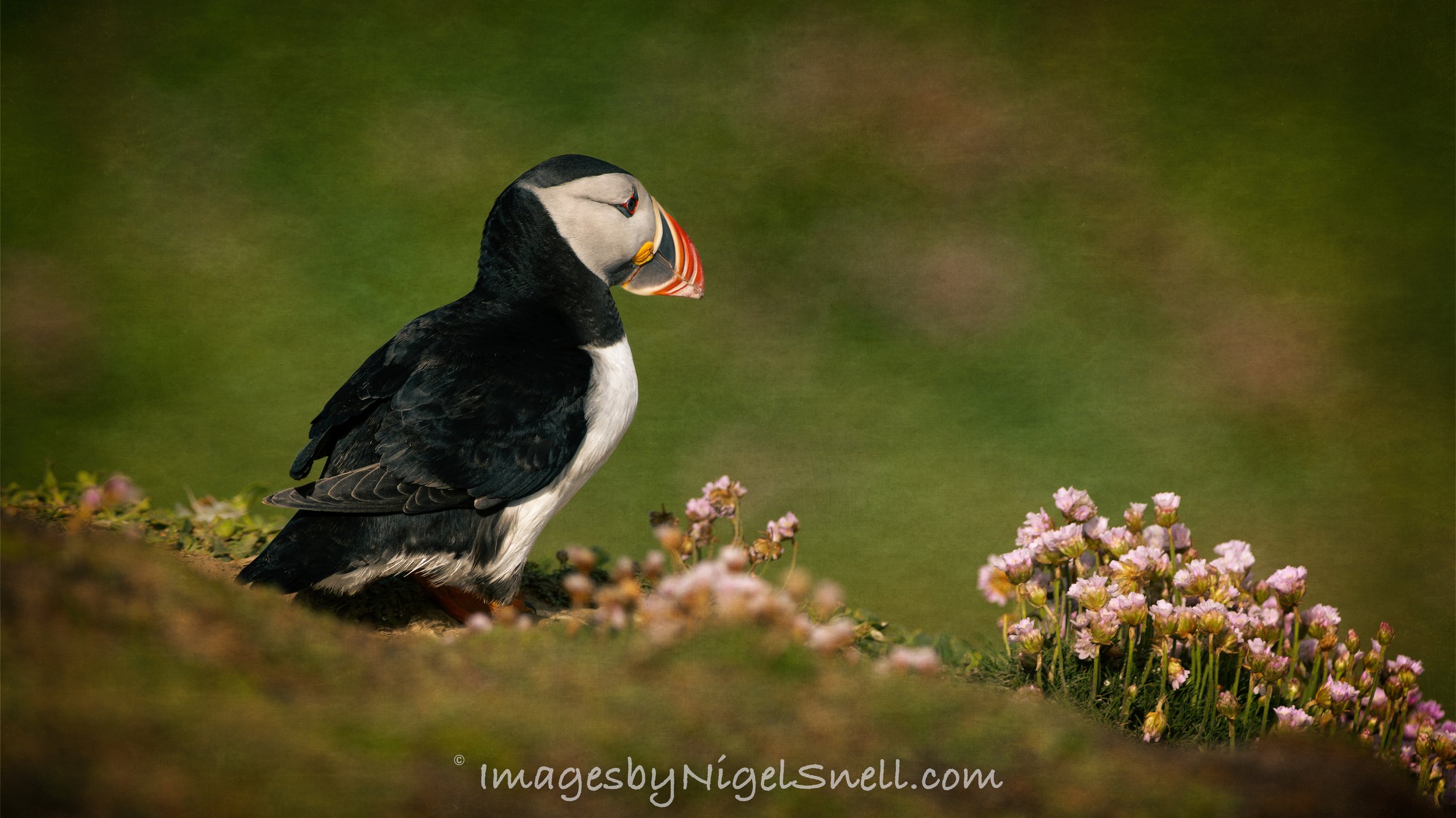 Puffin 6808
