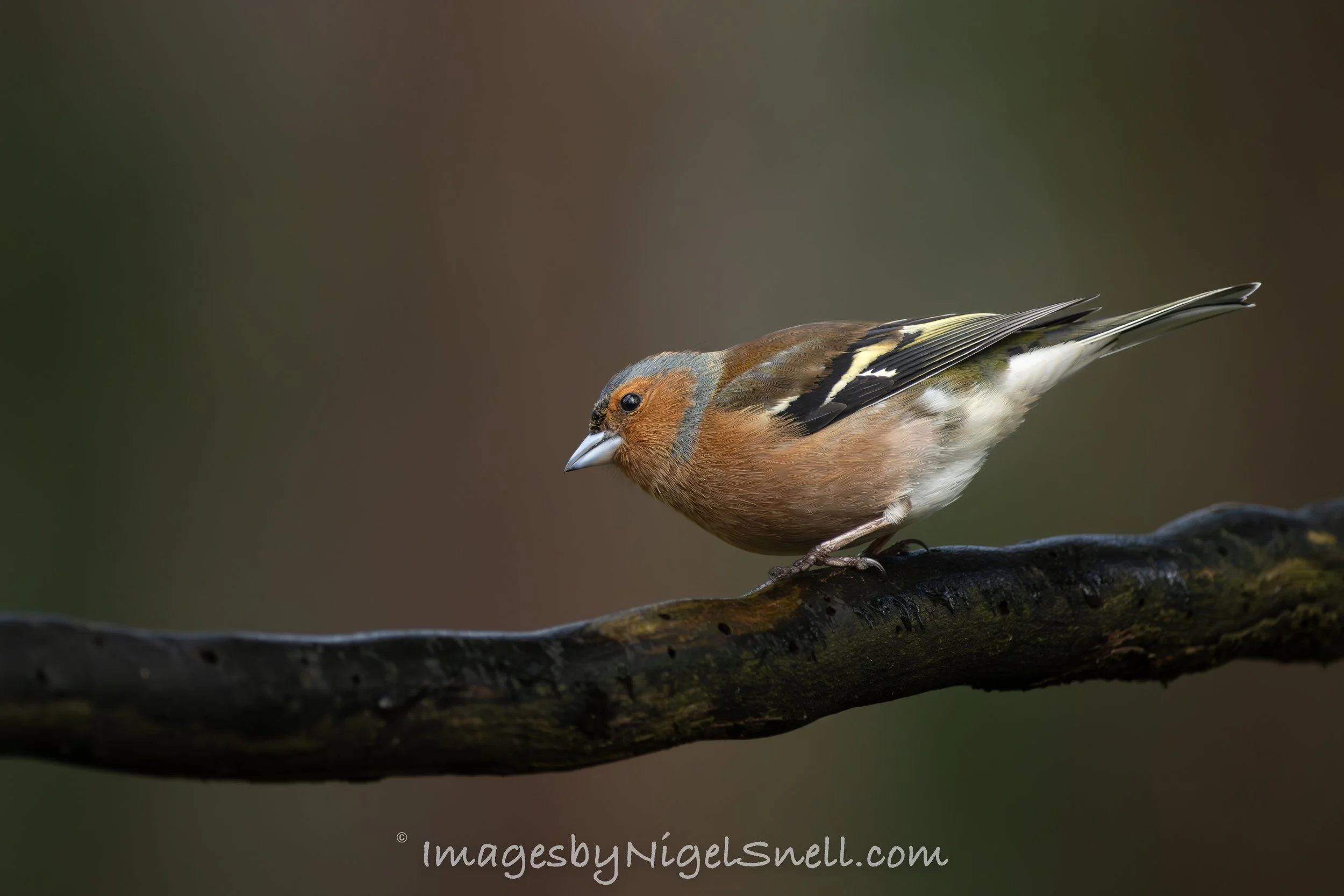  Chaffinch 2738
