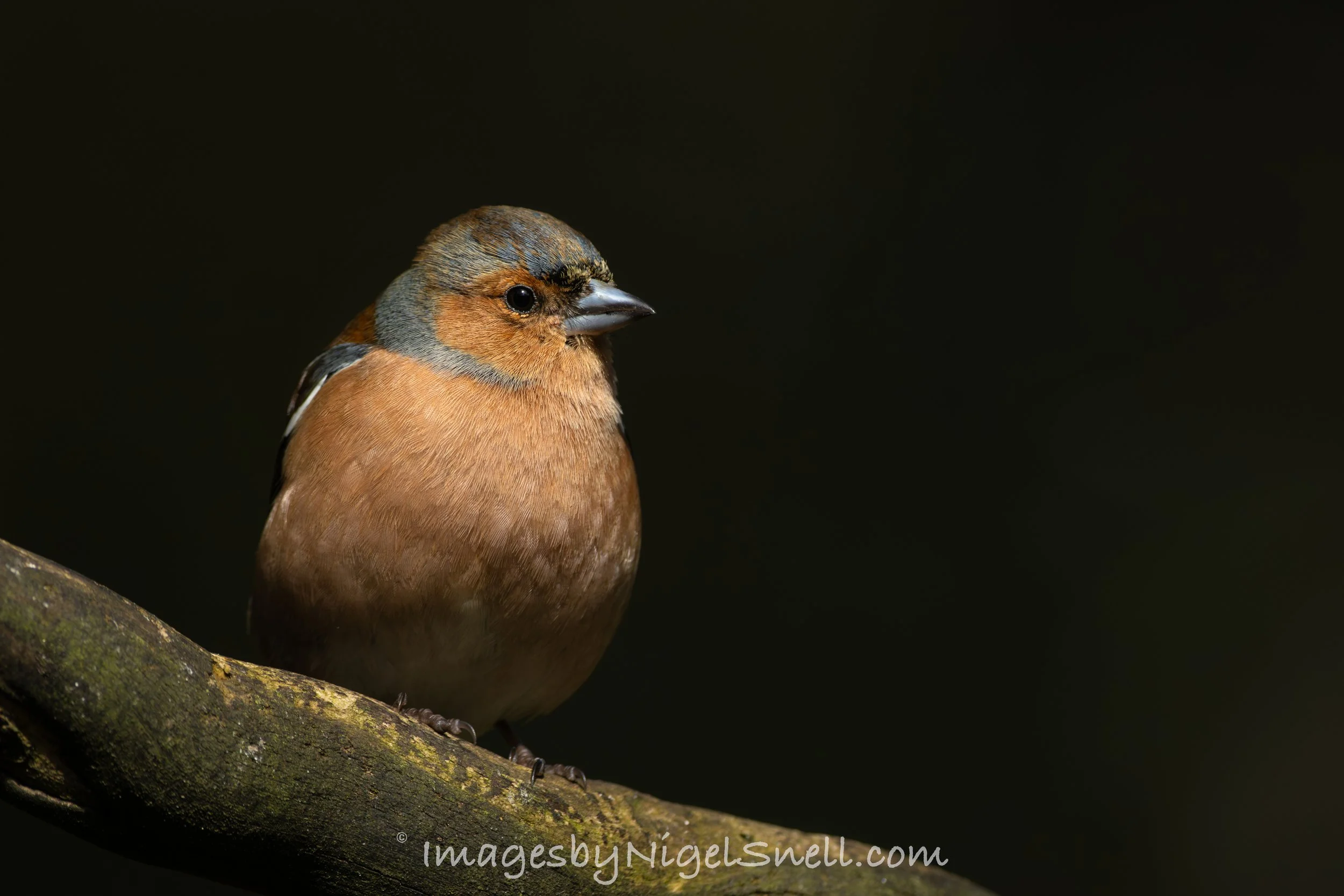 Chaffinch 3466