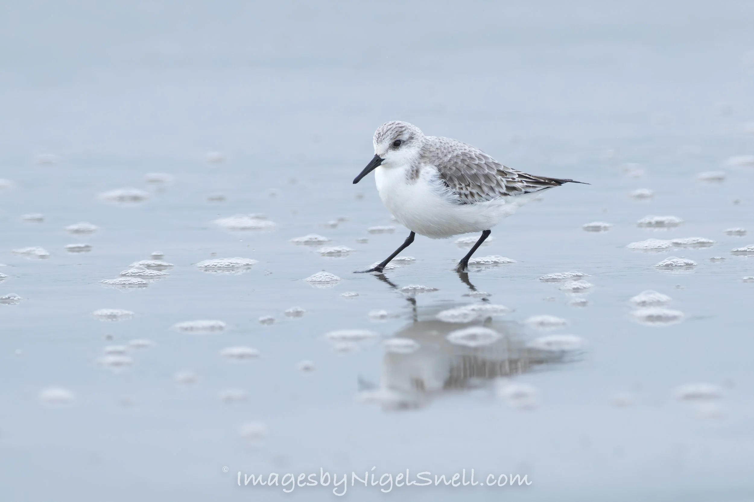 Sanderling 1820