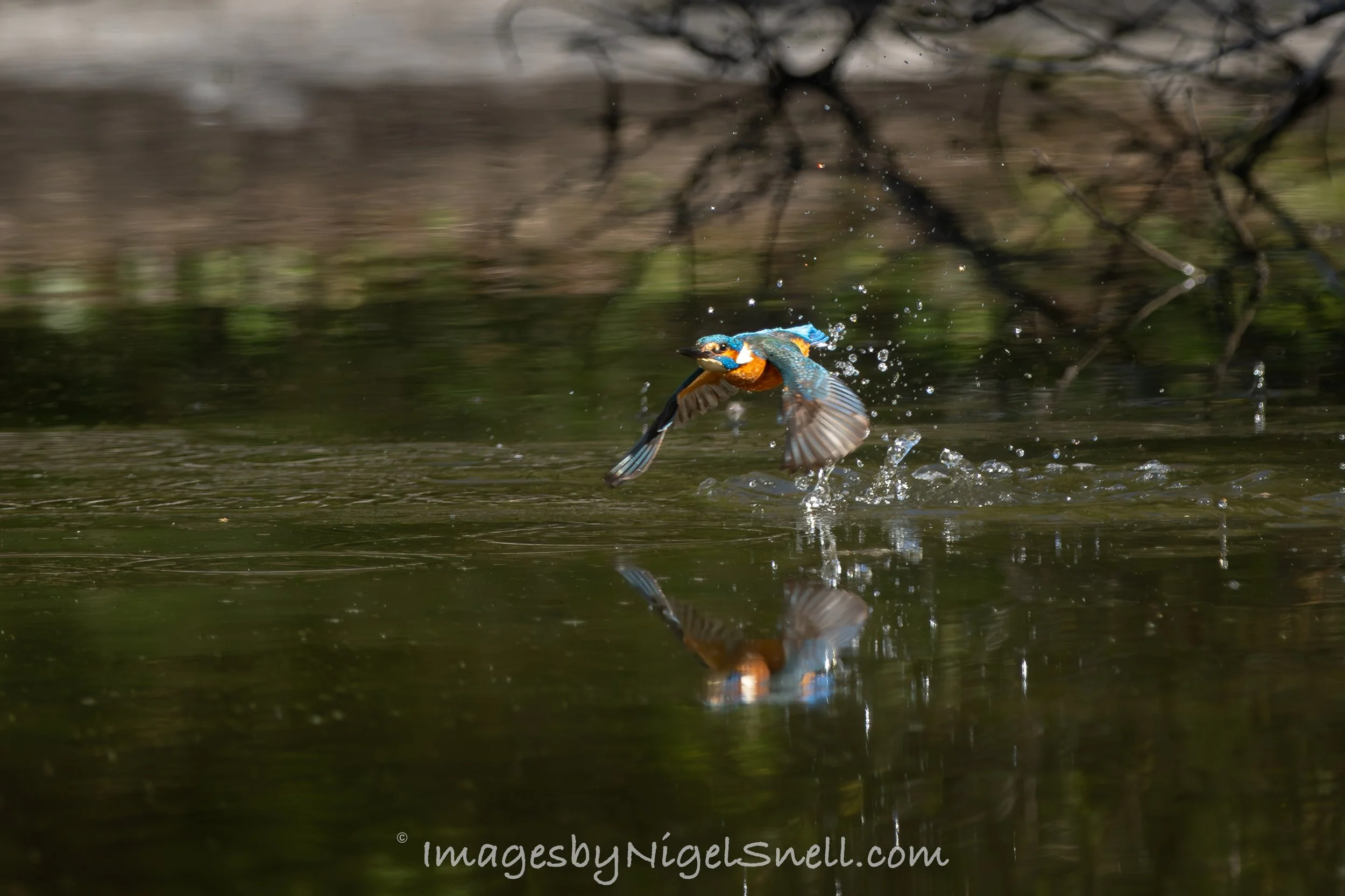 Kingfisher 2392
