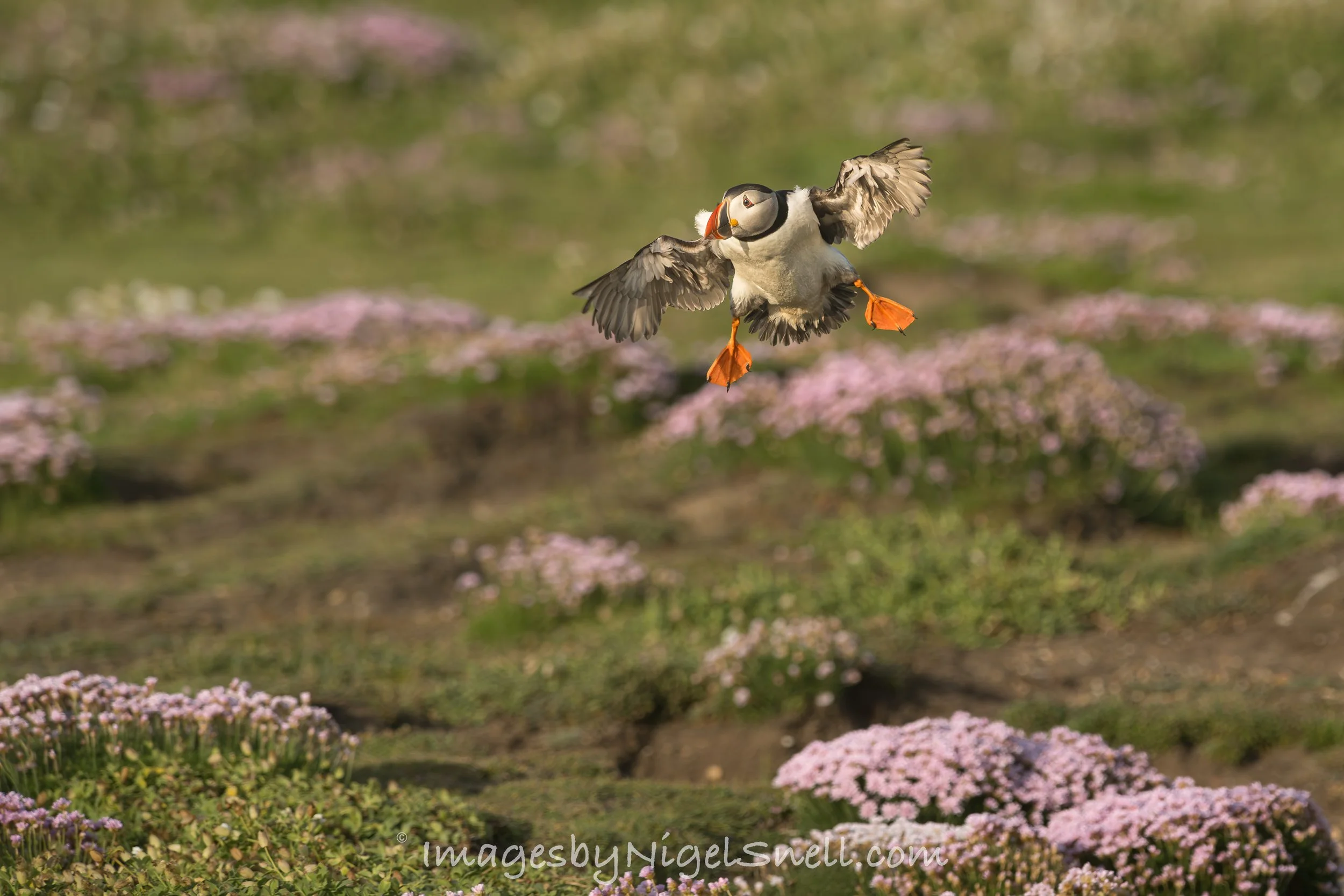 Puffin in flight 9600