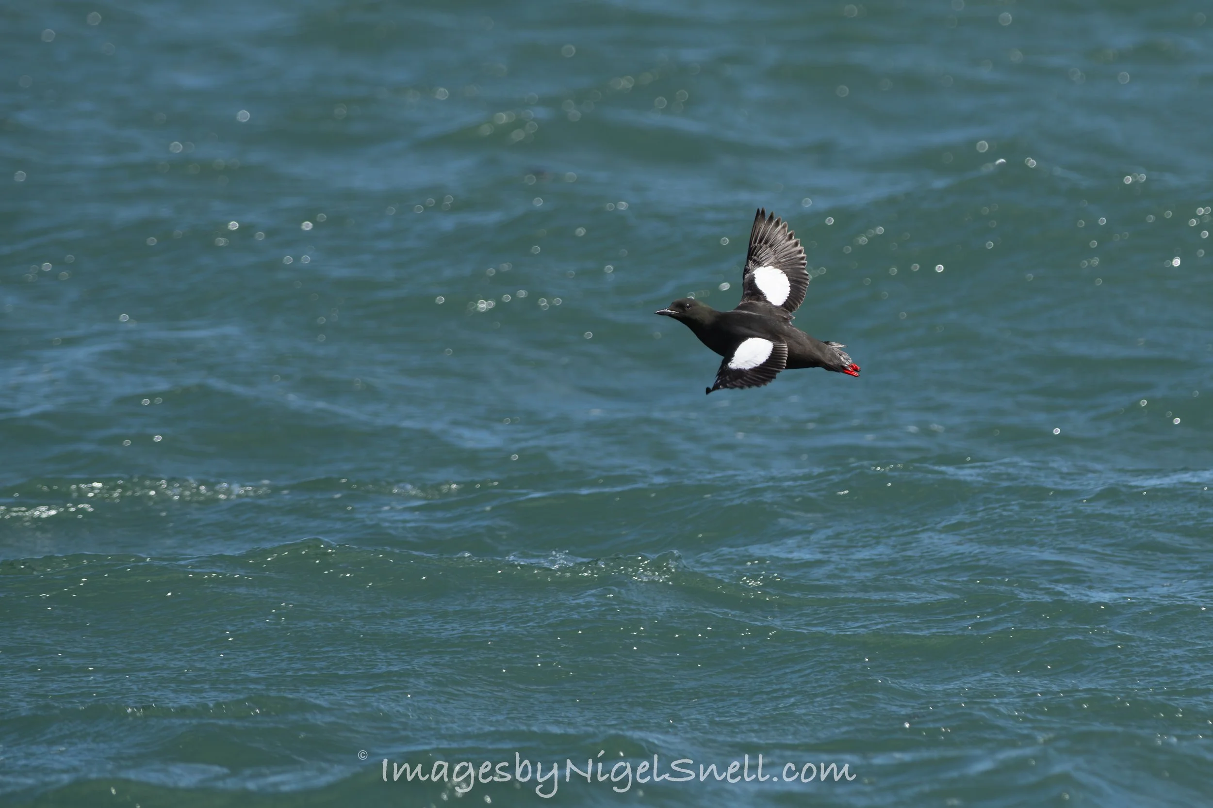 Black Guillemot in flight 9666