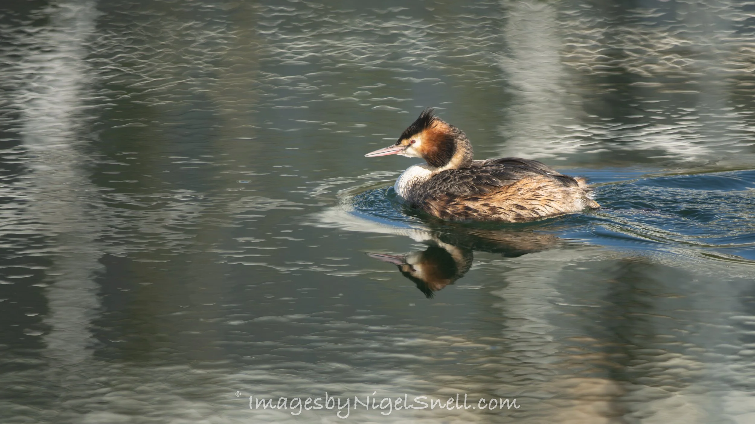 Great Crested Grebe 9506