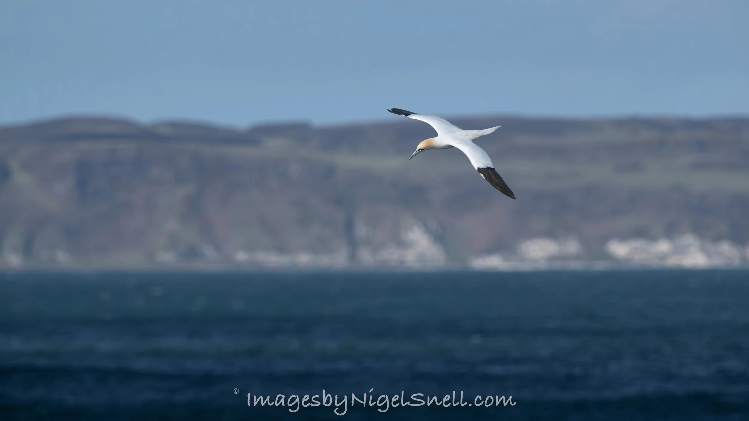 Gannet 6119