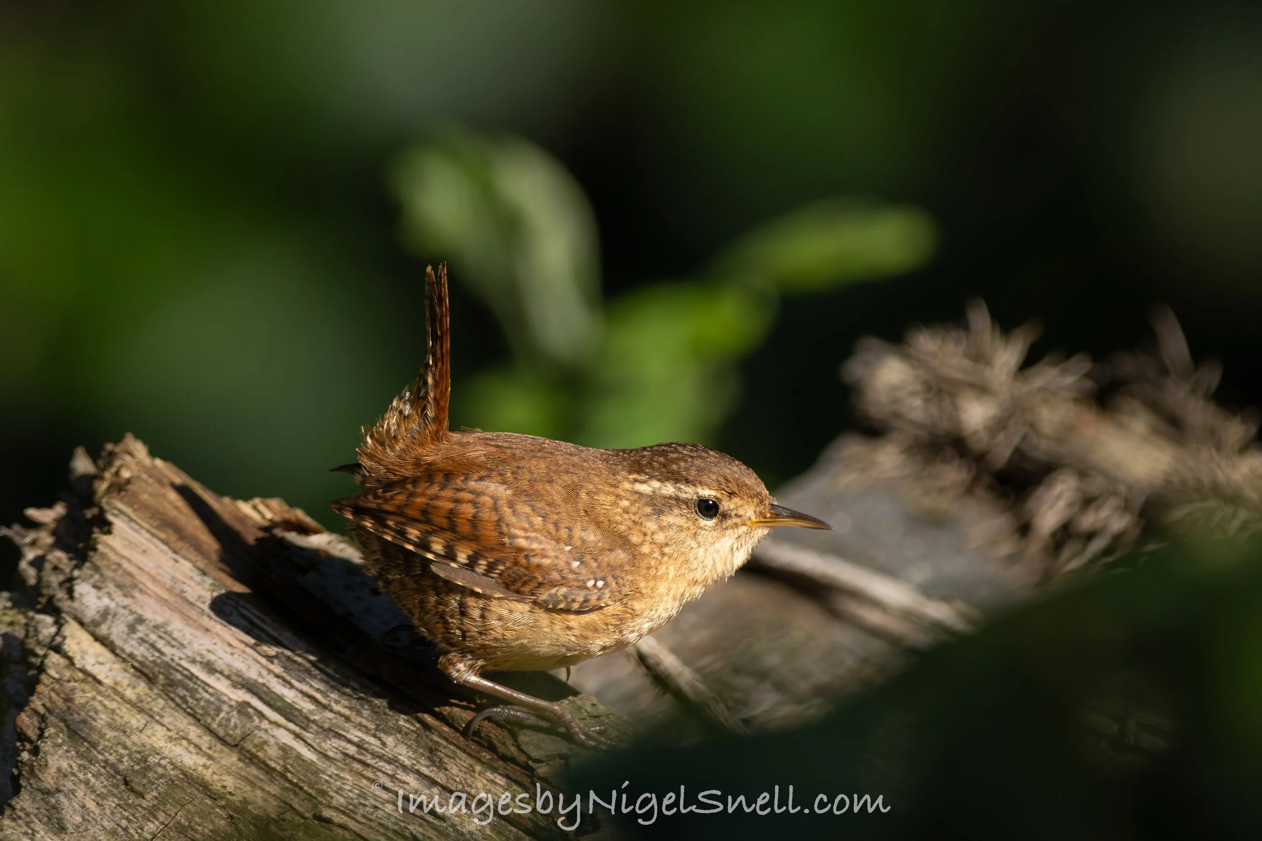 Wren 2164