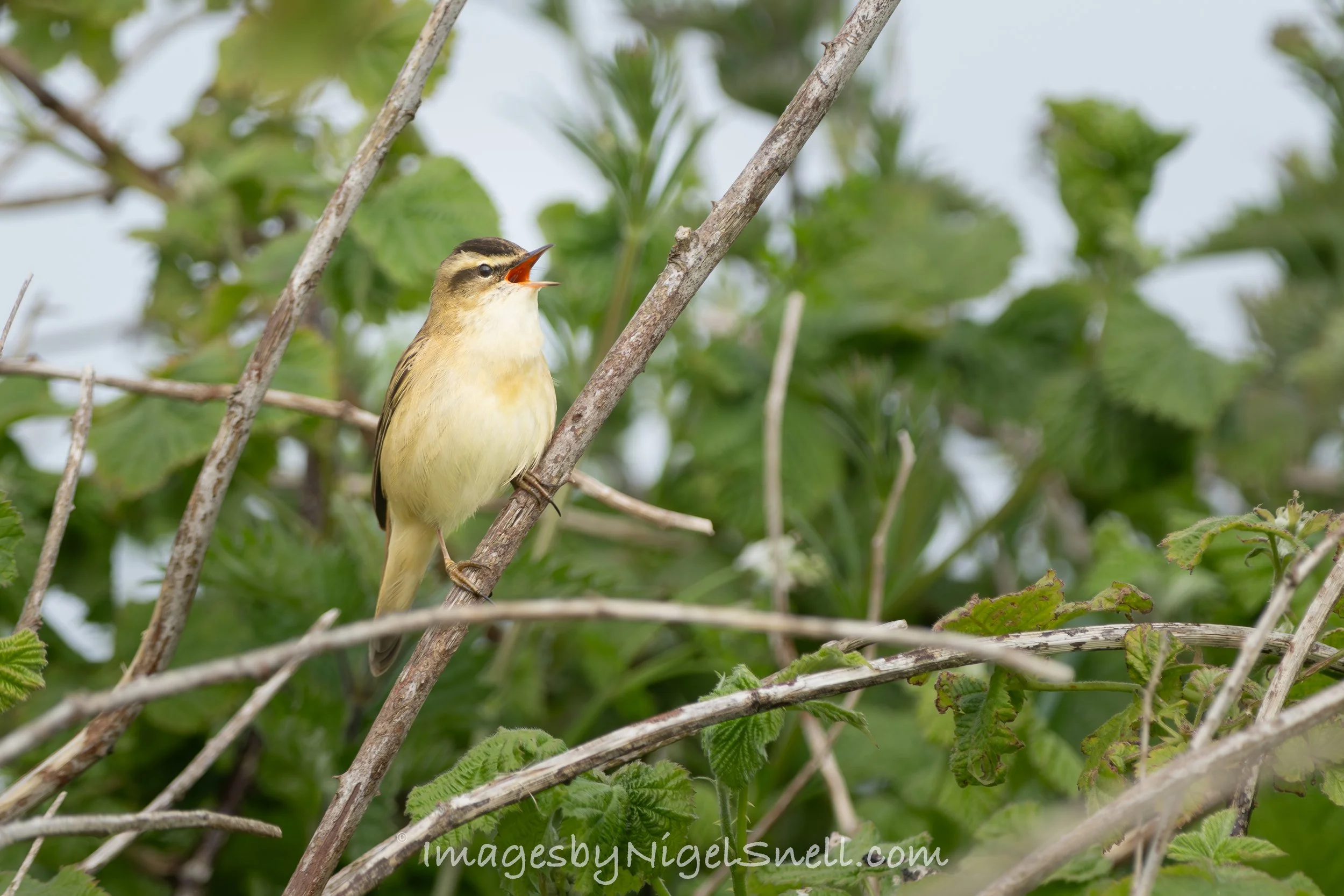 Sedge Warbler 6161