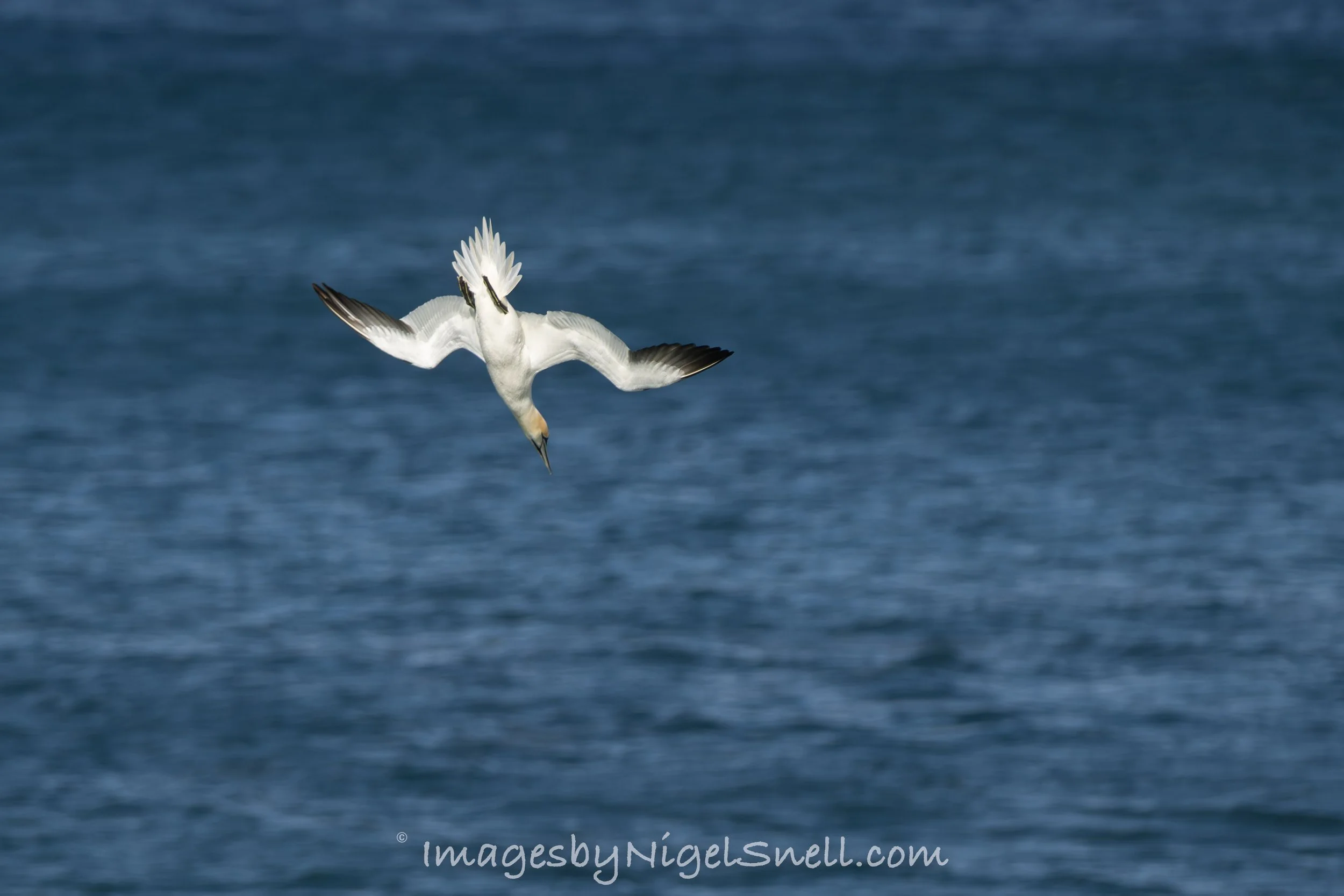 Gannet dive 5757