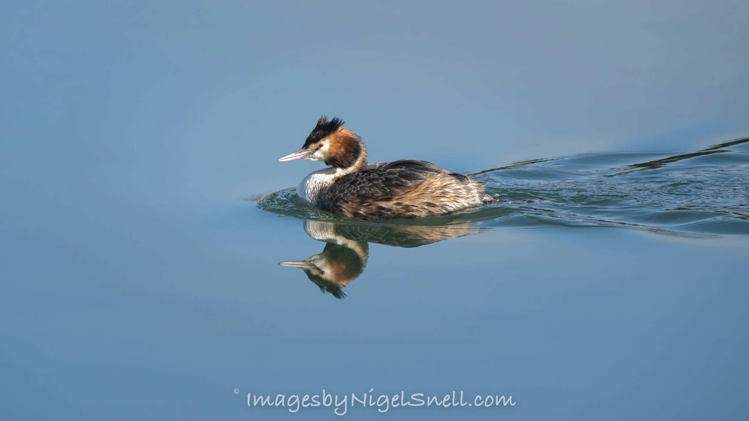 Great Crested Grebe 9456