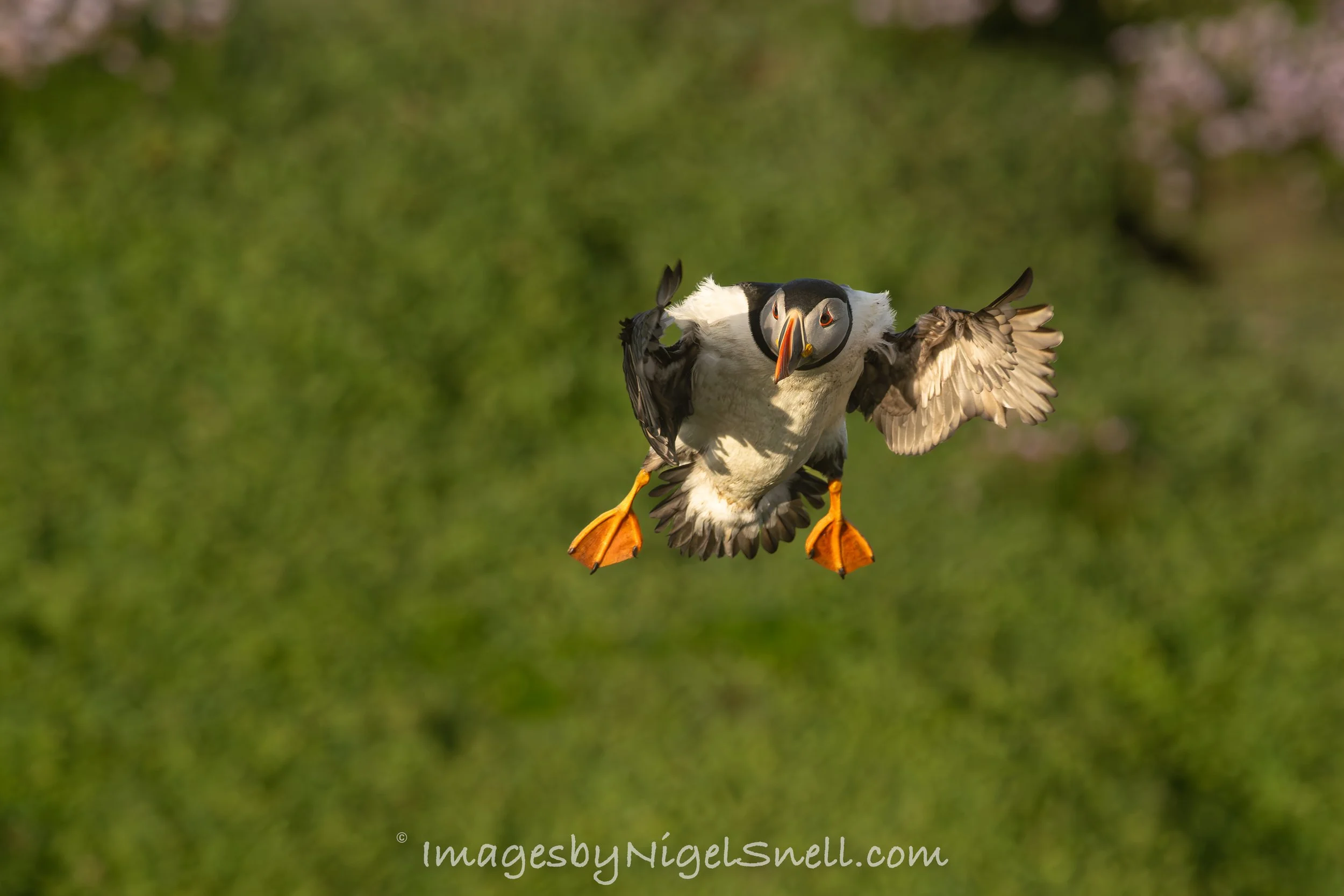 Puffin in flight 9972