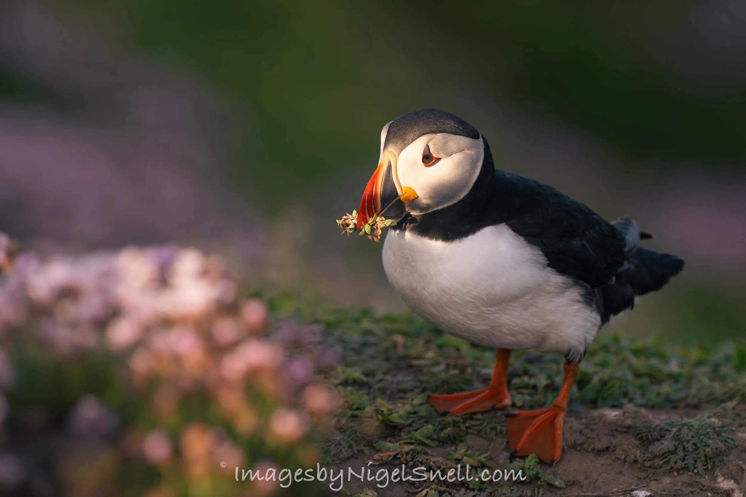 Puffin 9839