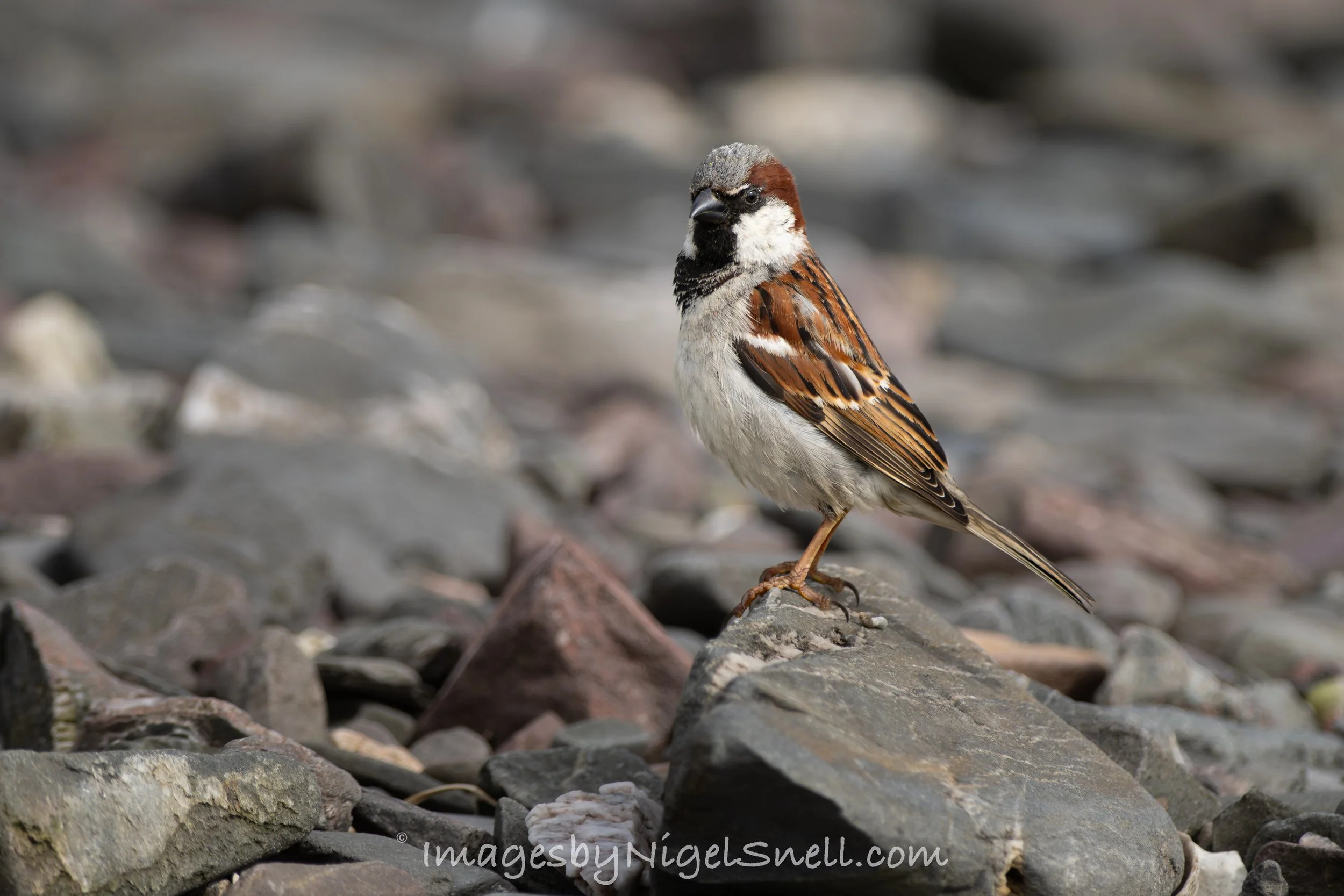 House Sparrow on stoney beach 6537