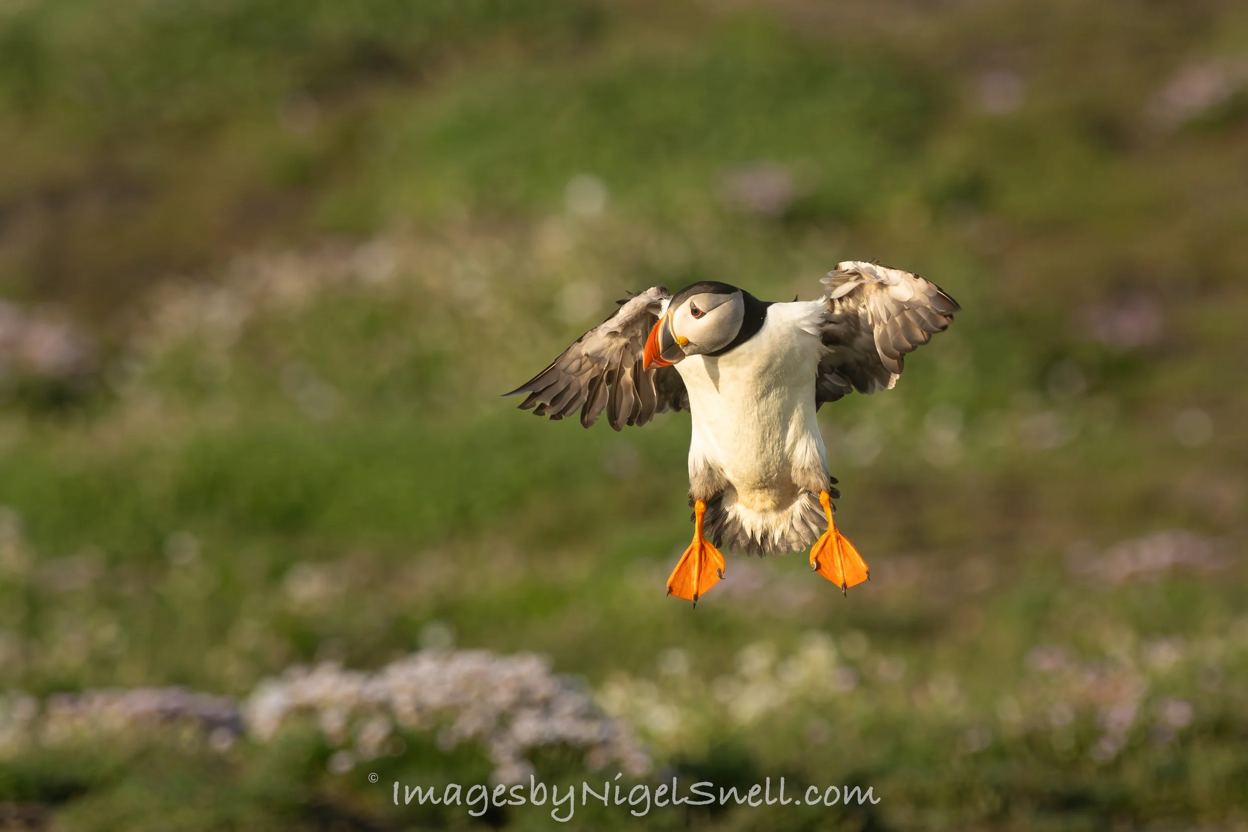 Puffin in flight 9616