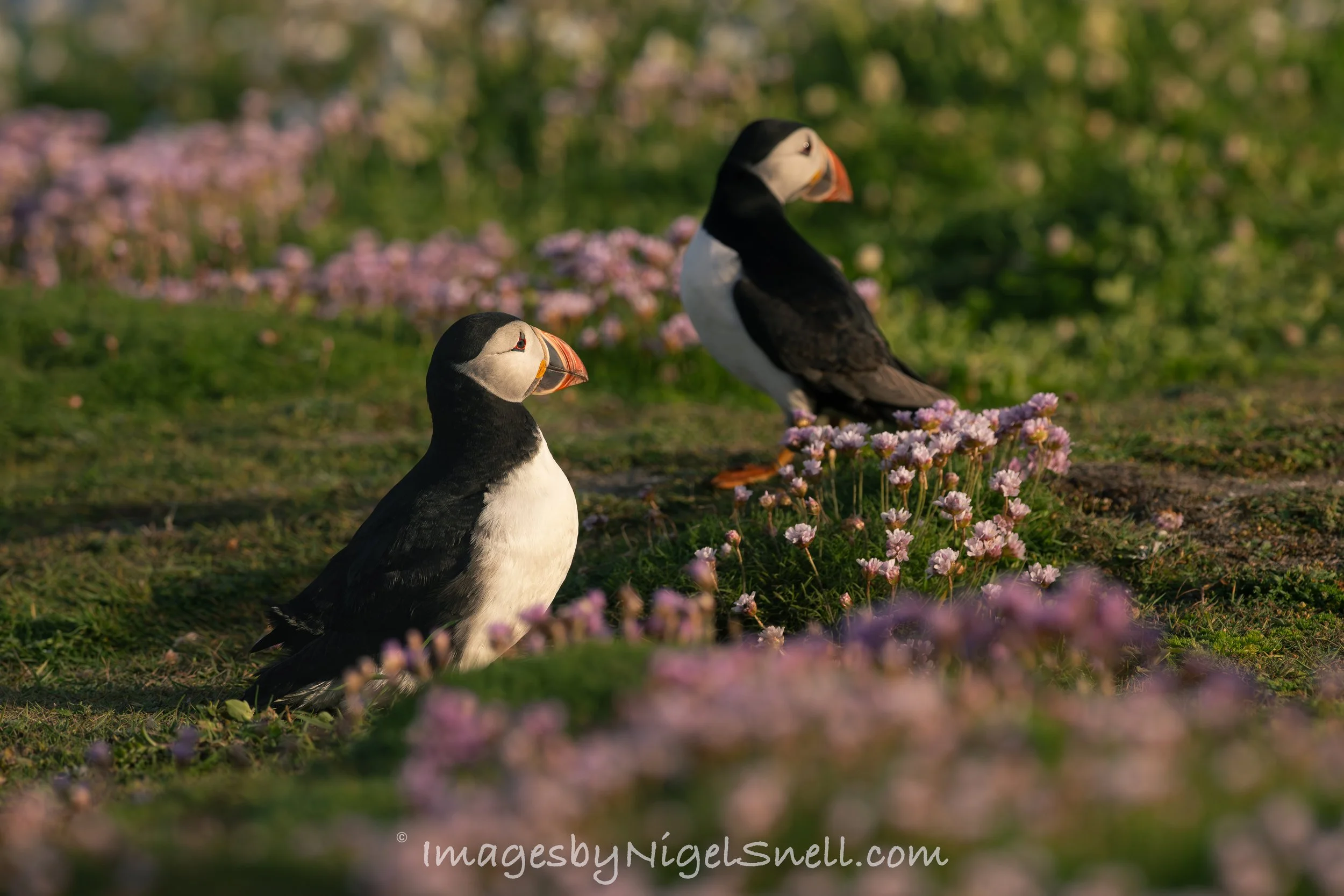 Puffin 0239