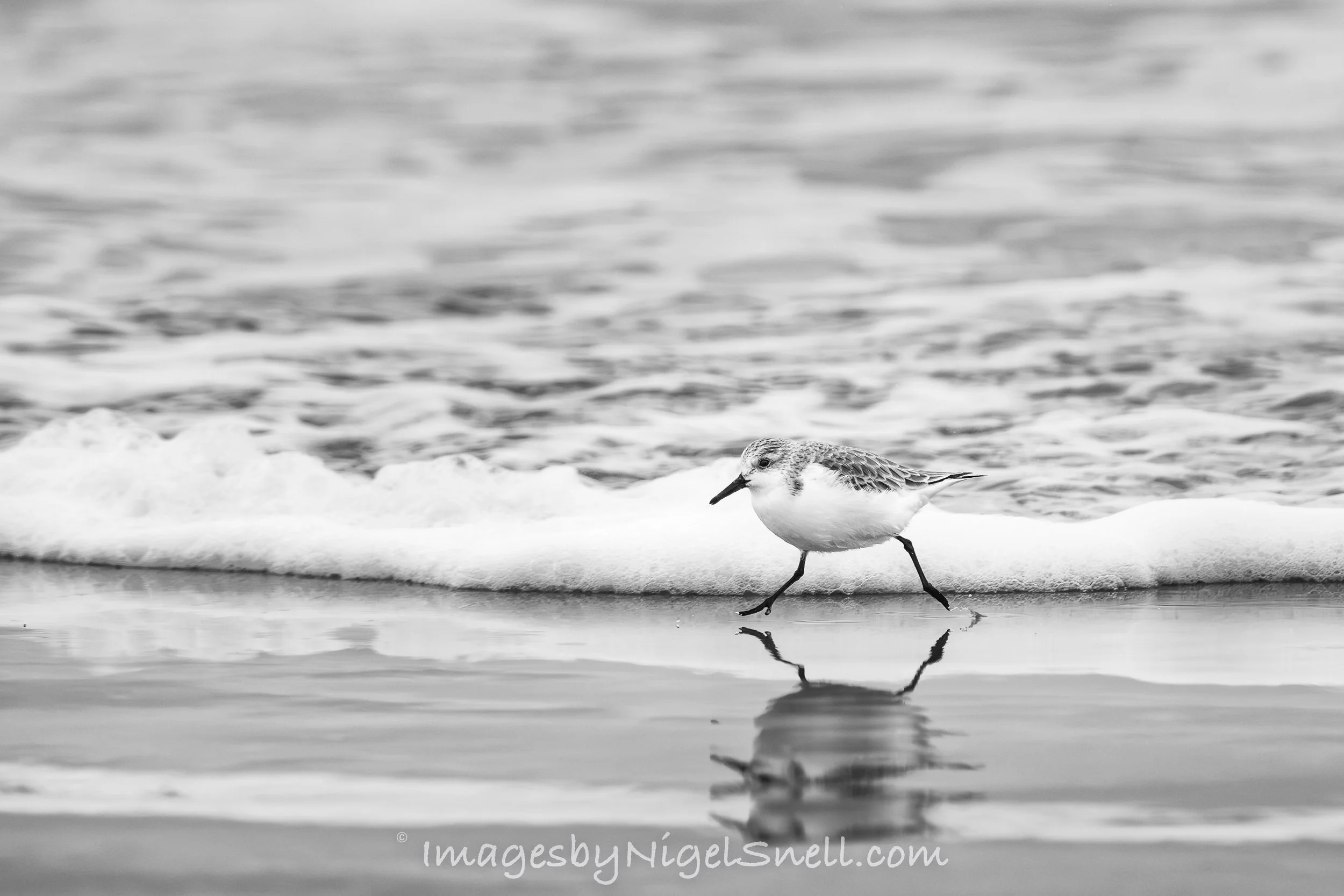 Sanderling 2434