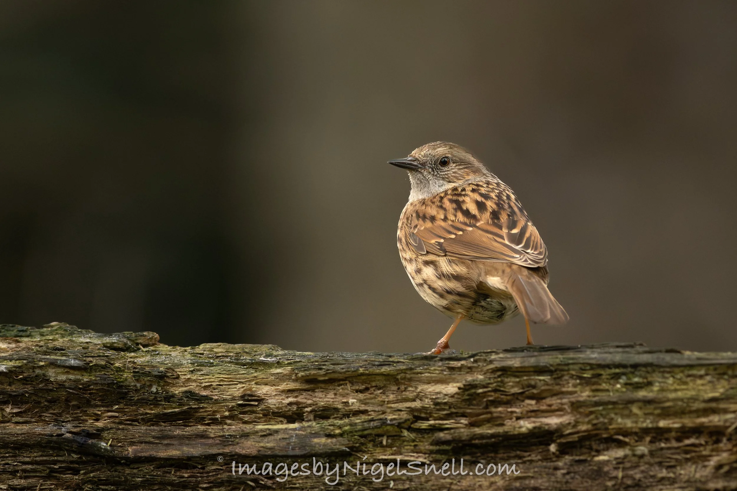Dunnock 3000