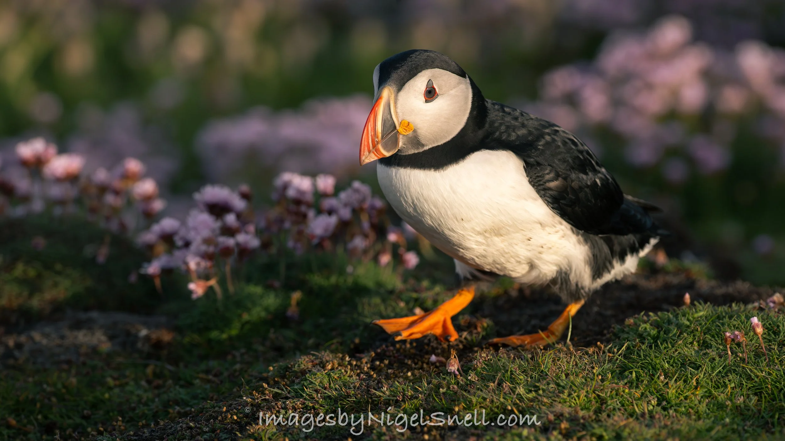 Puffin 0201