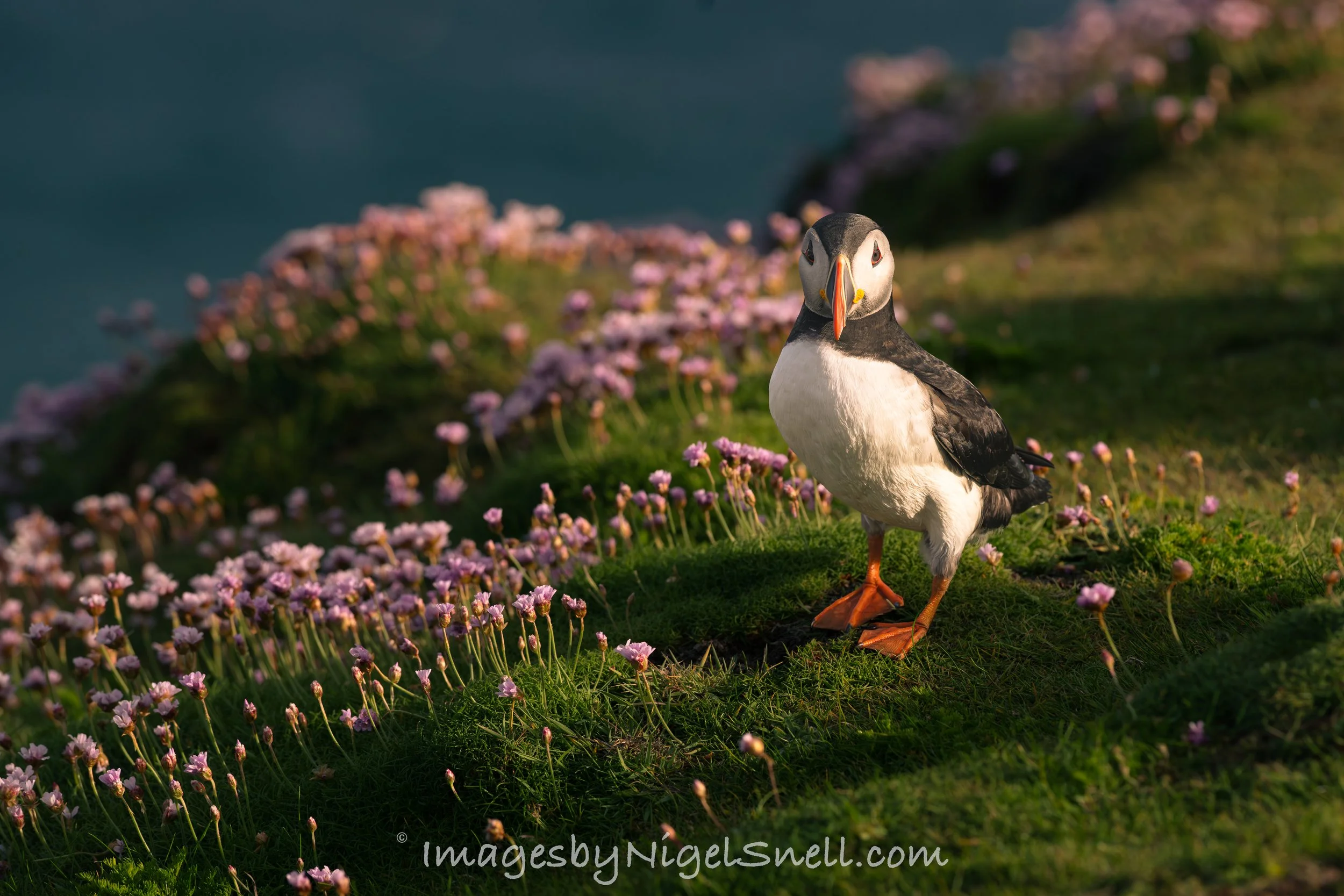Puffin 8531