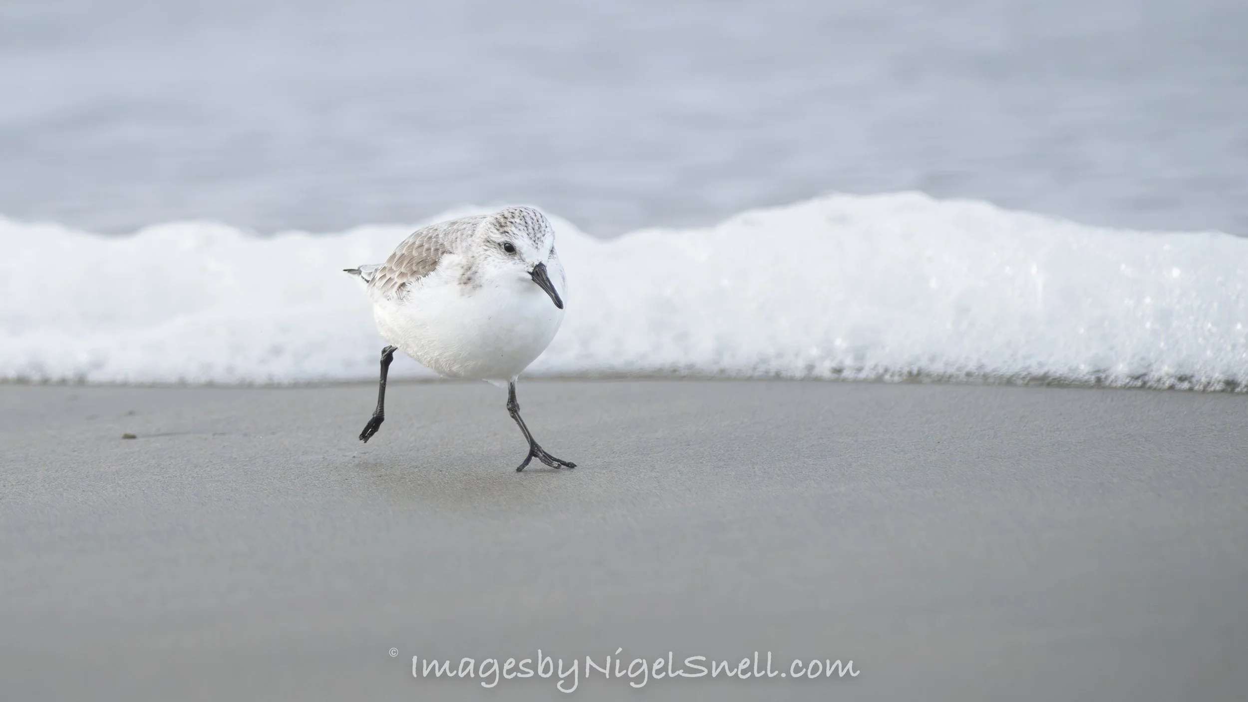 Sanderling 3017