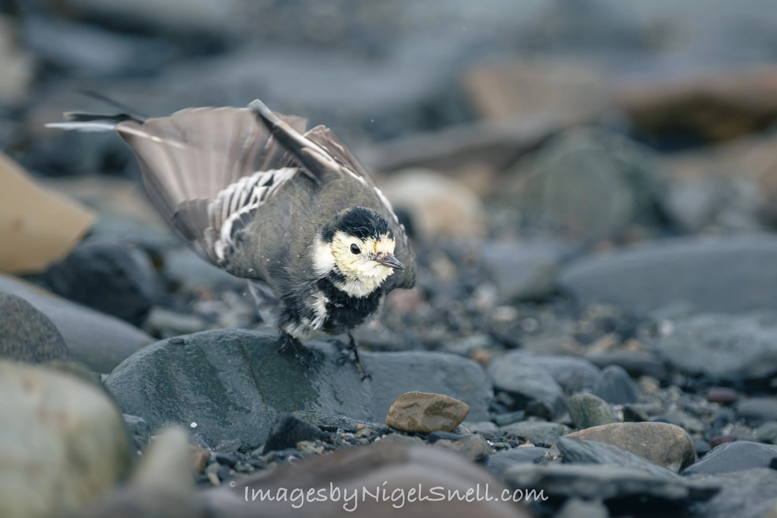 Pied Wagtail preening 0699
