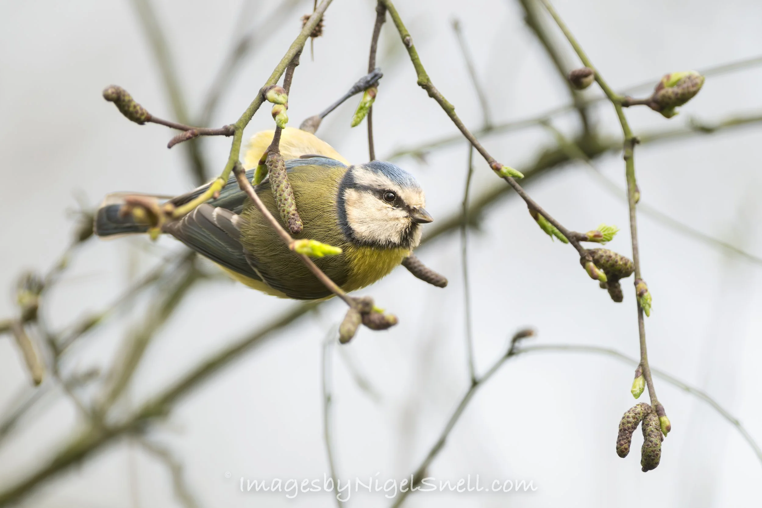 Blue Tit 1341