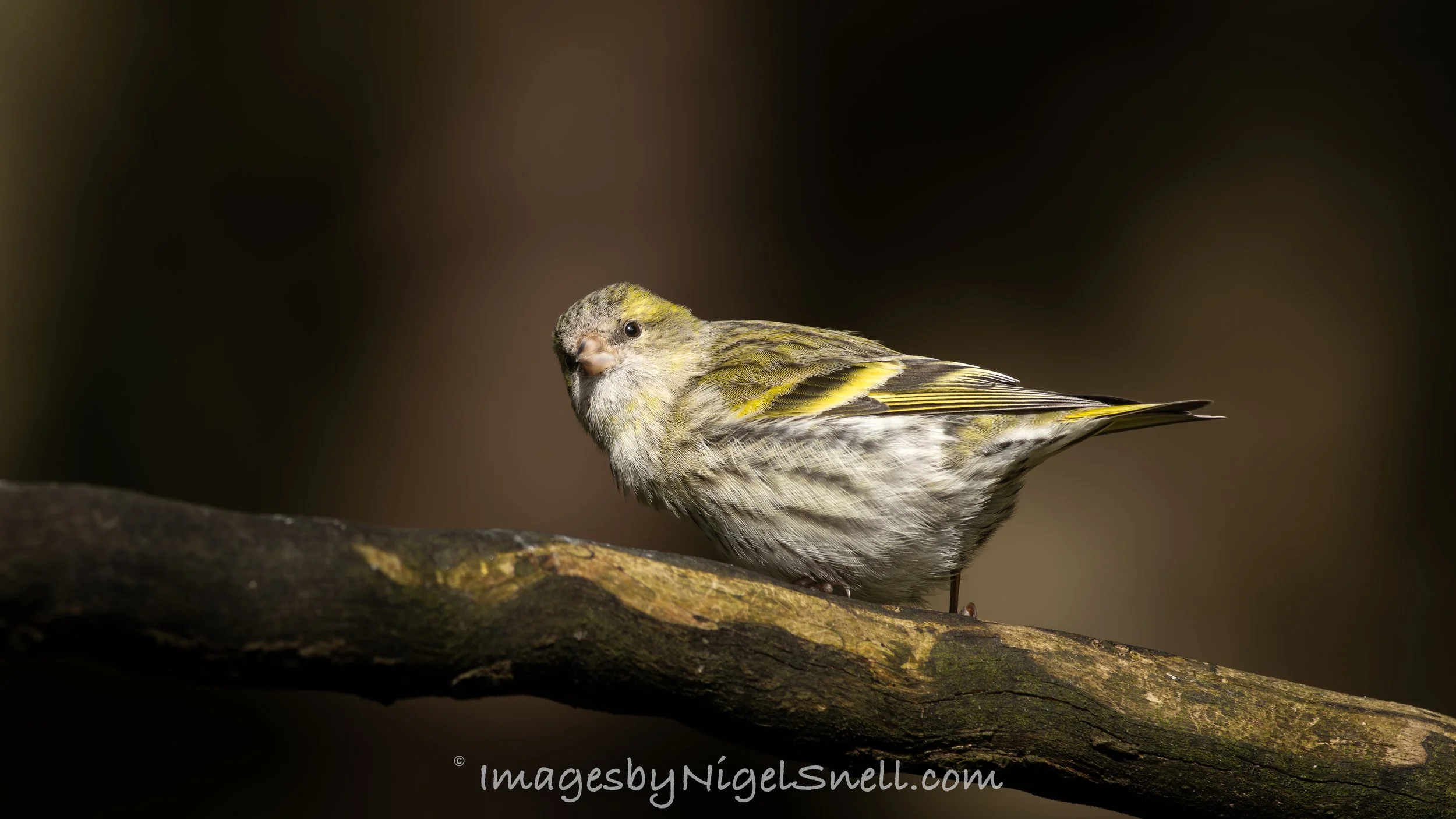 Siskin 3432