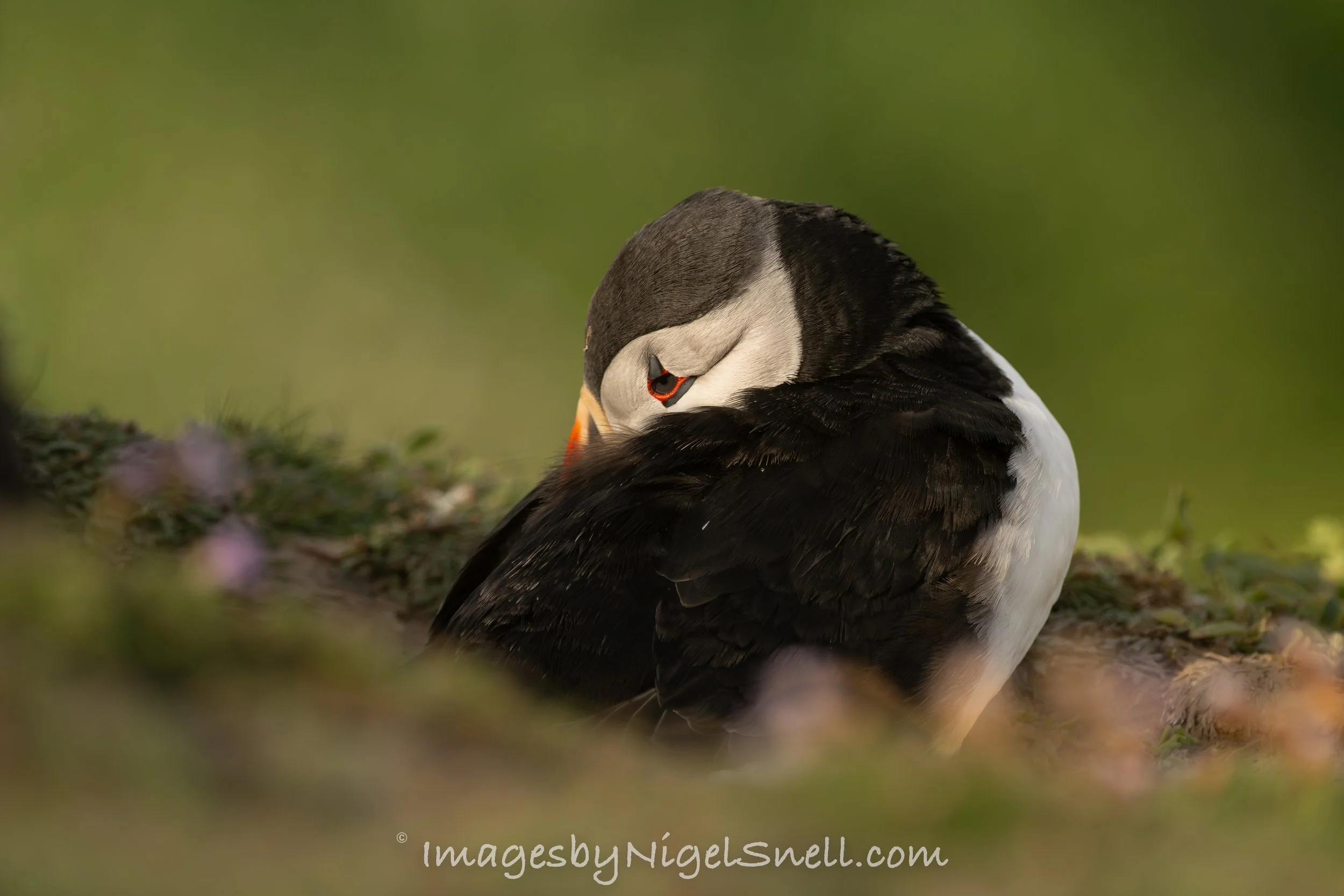 Snoozing Puffin 7716