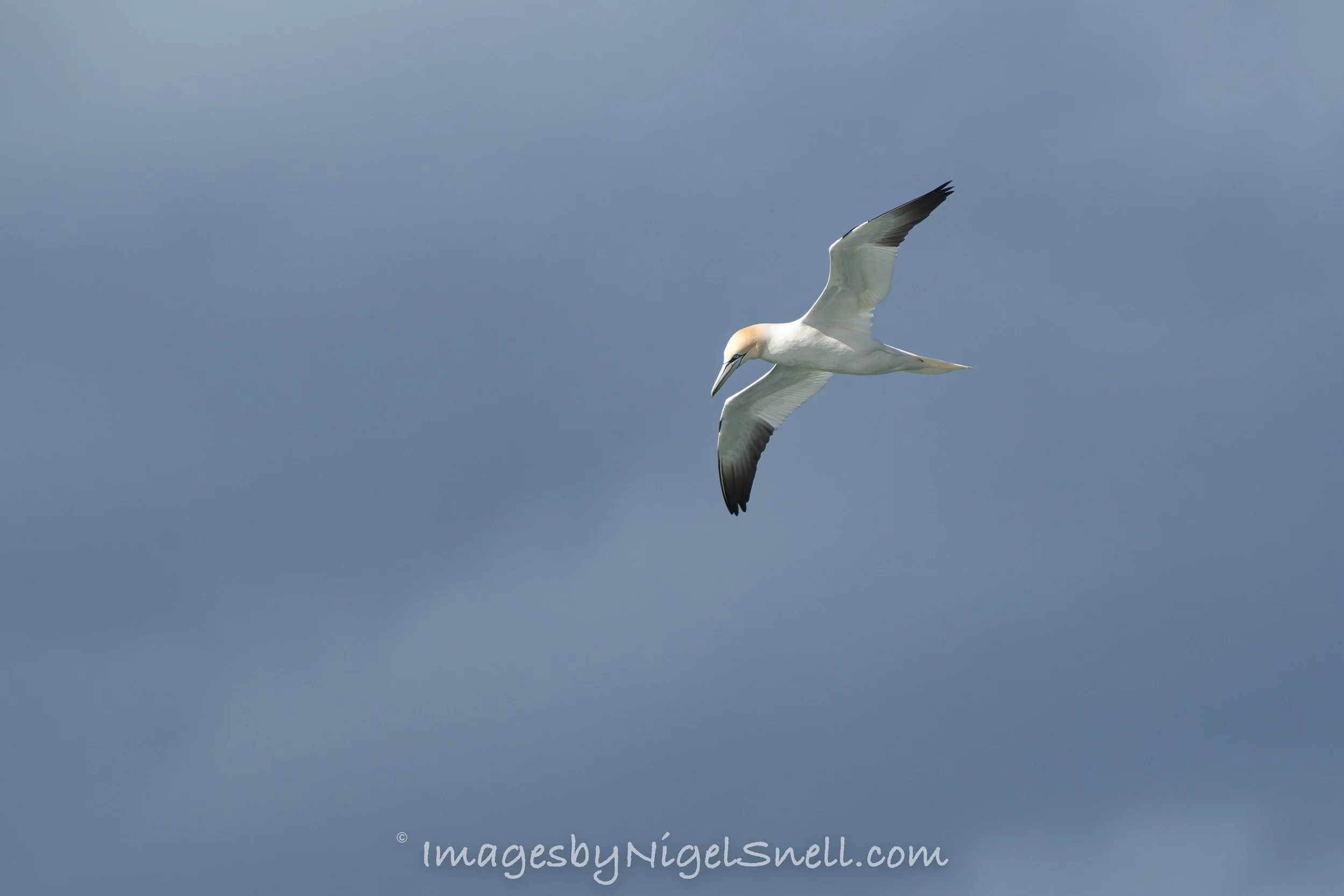 Gannet 6550