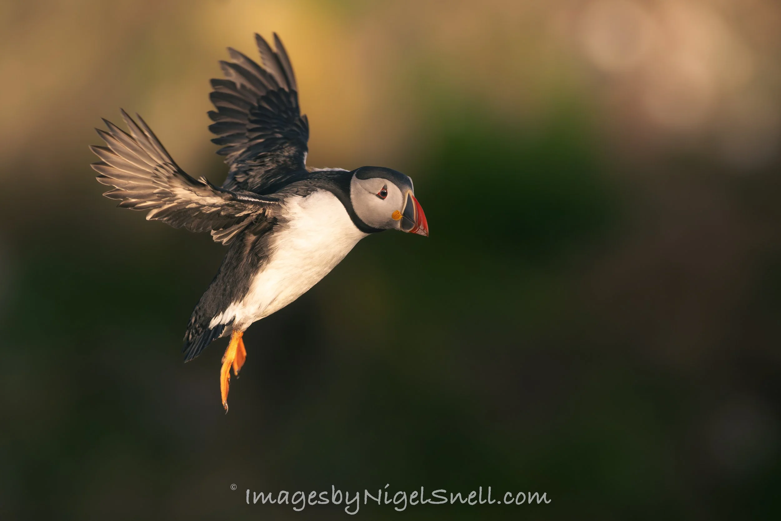 Puffin in flight 9689