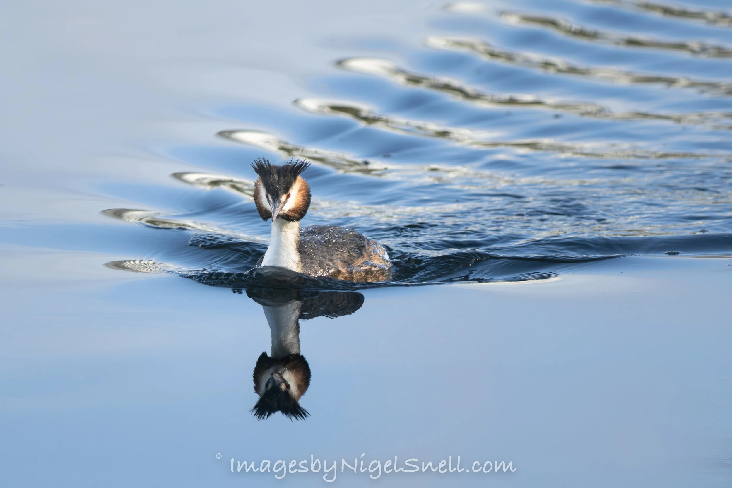Great Crested Grebe 9924