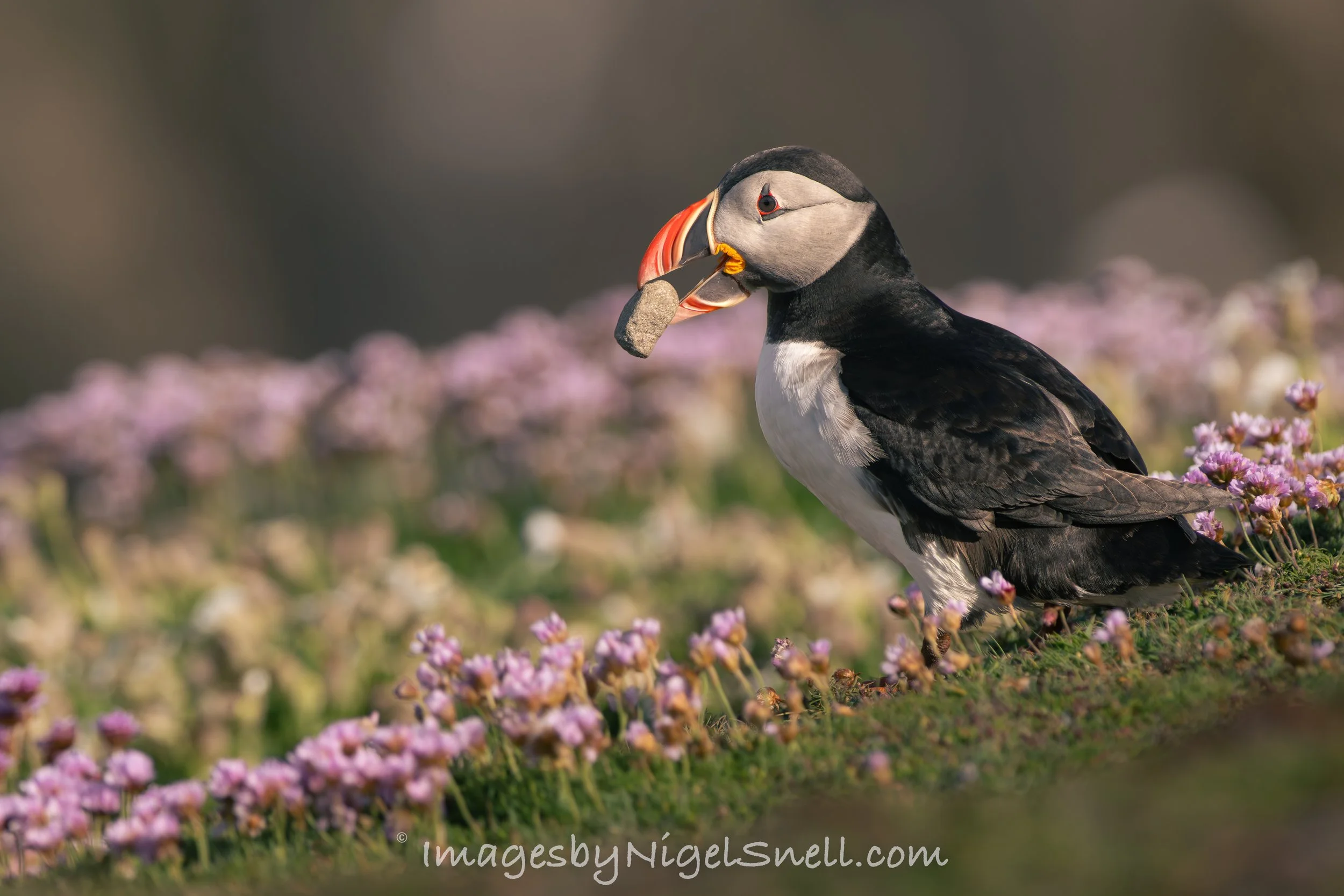 Puffin 6637 Bearing Gift