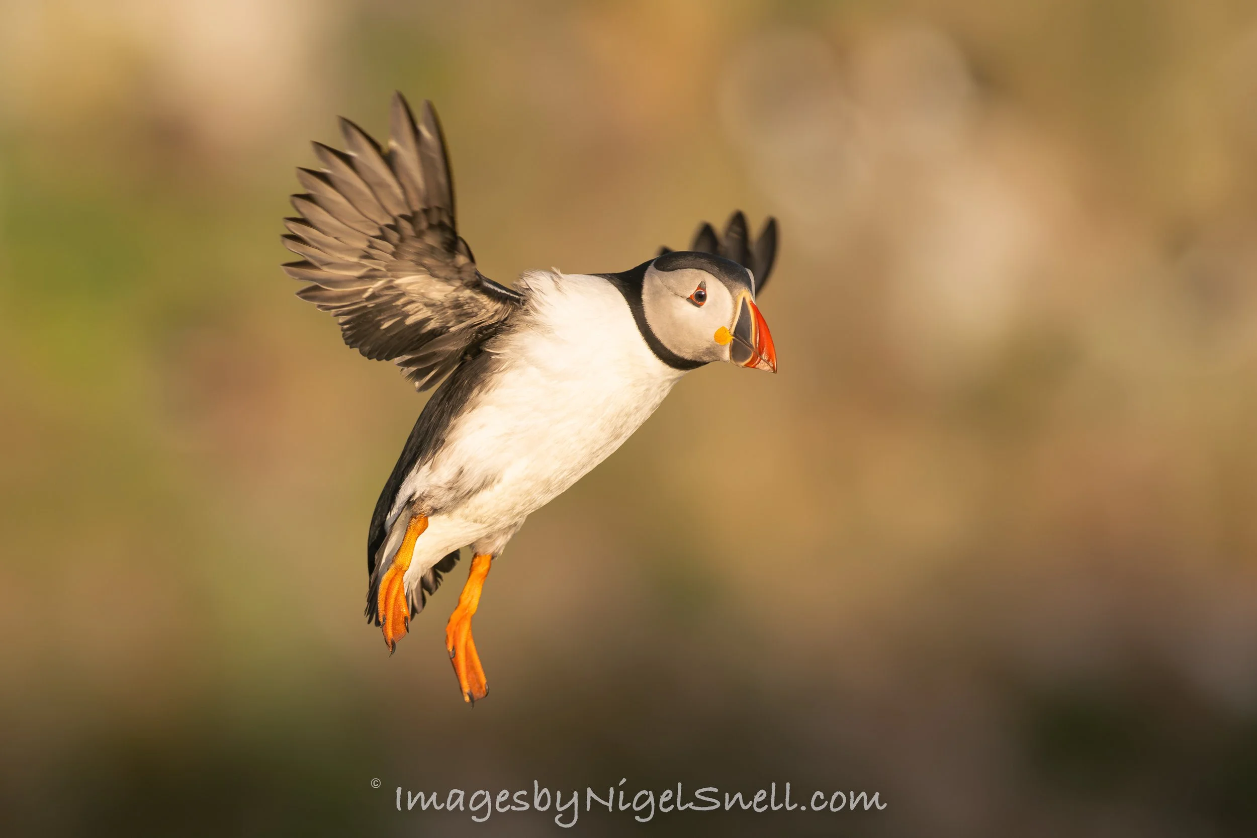 Puffin in flight 9682